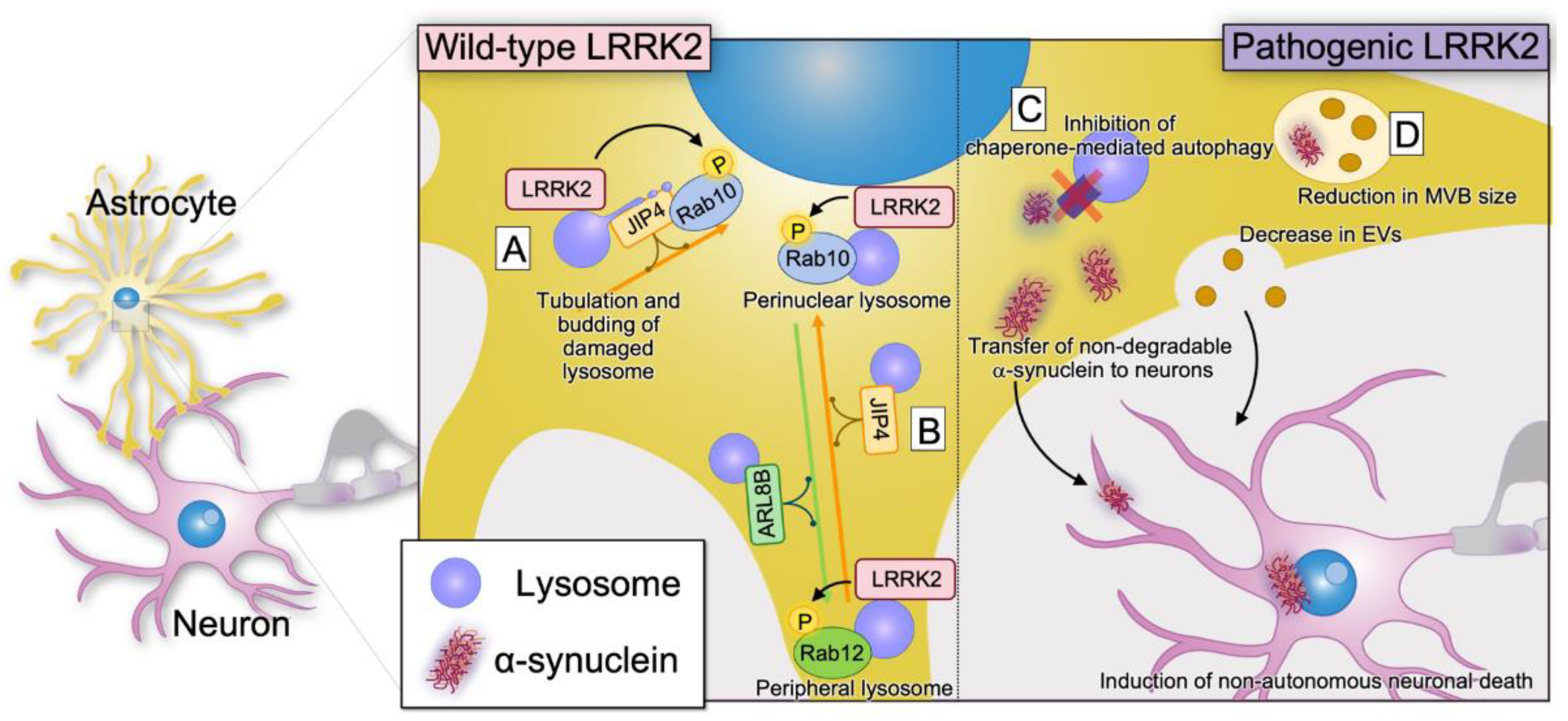 Biomolecules 13 00178 g003