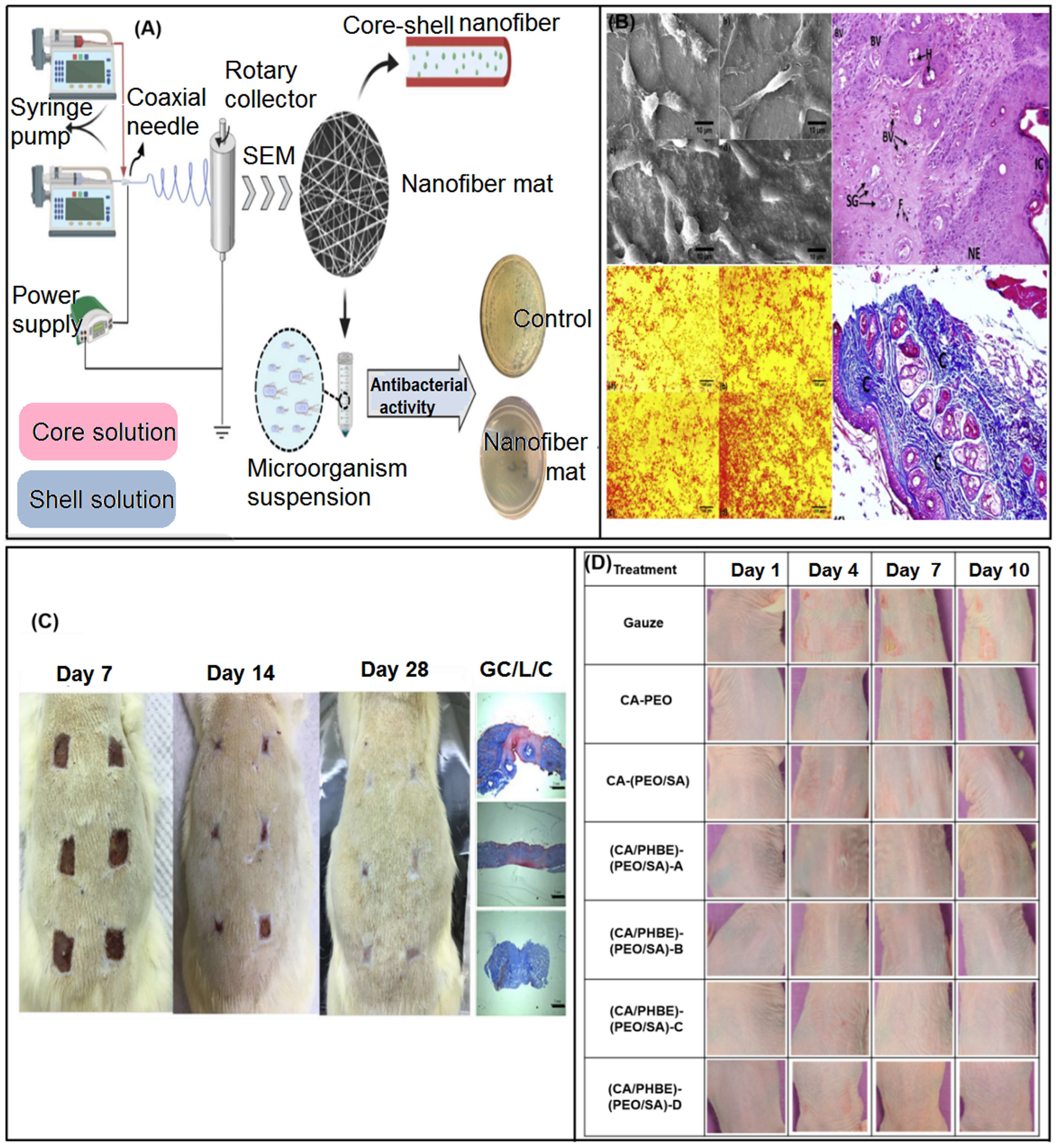 Biomolecules 13 00184 g012