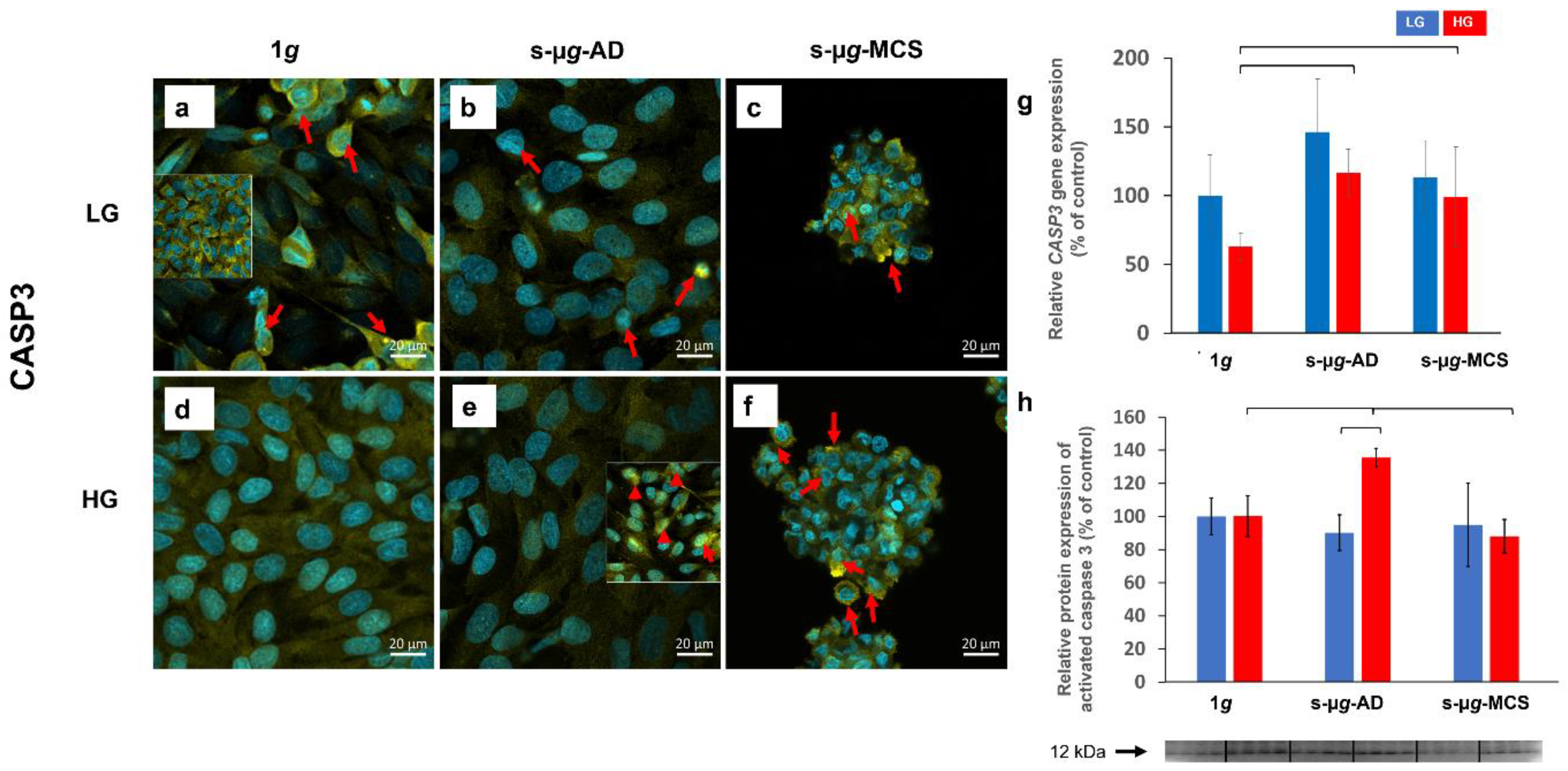 Biomolecules 13 00189 g010 Biomolecules 13 00189 g010