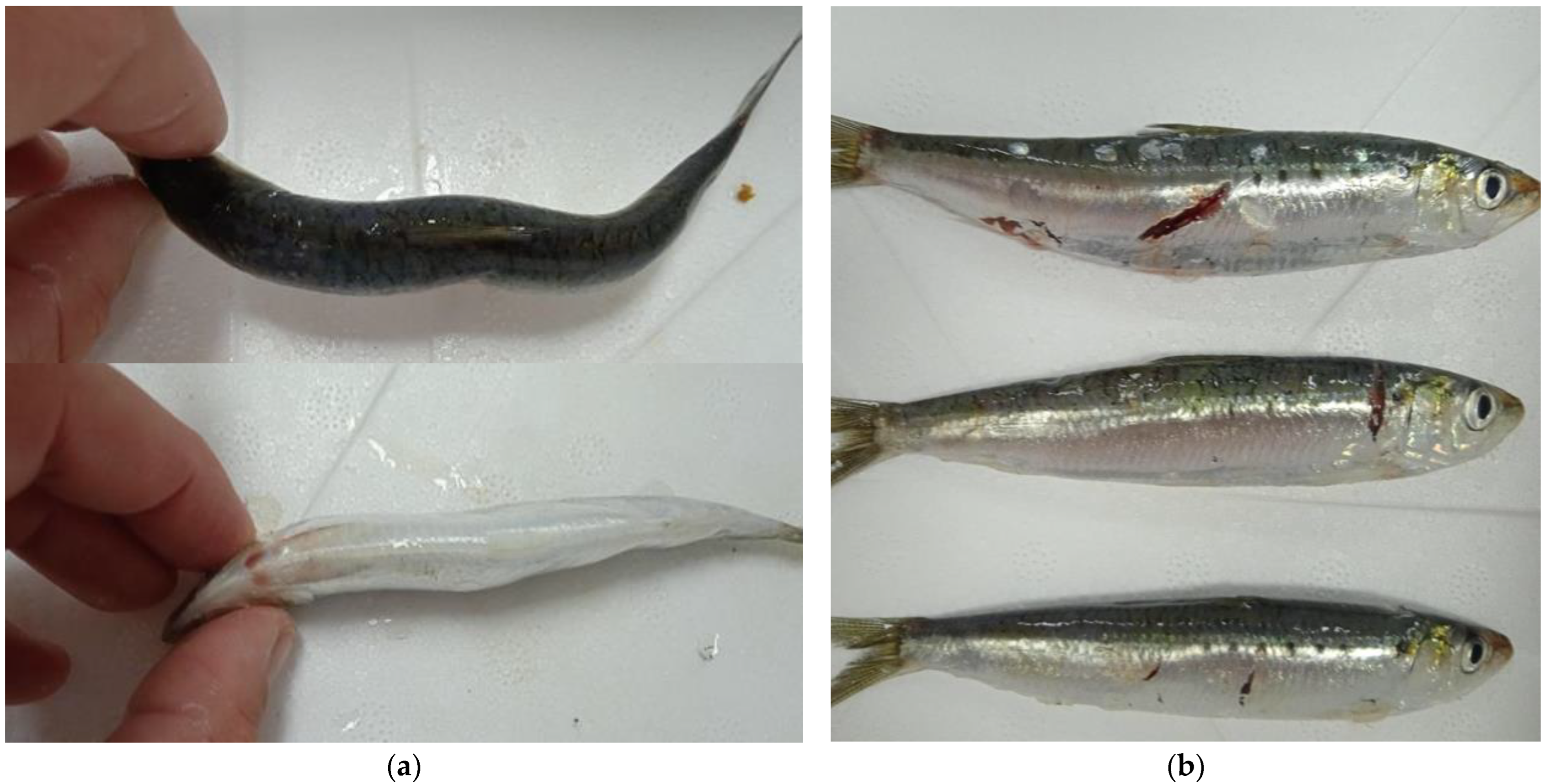 Biomolecules 13 00192 g001 Biomolecules 13 00192 g001