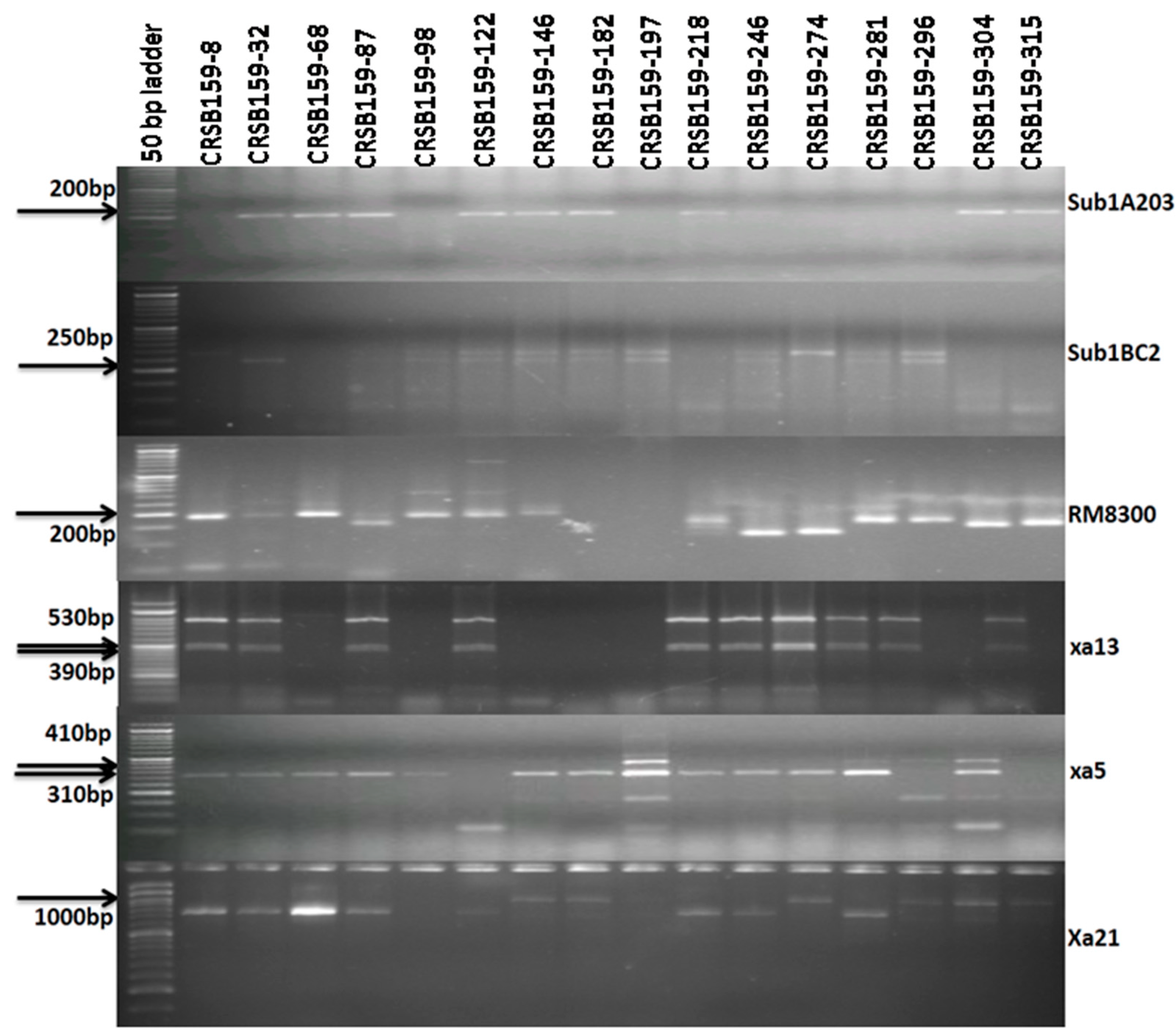 Biomolecules 13 00198 g004