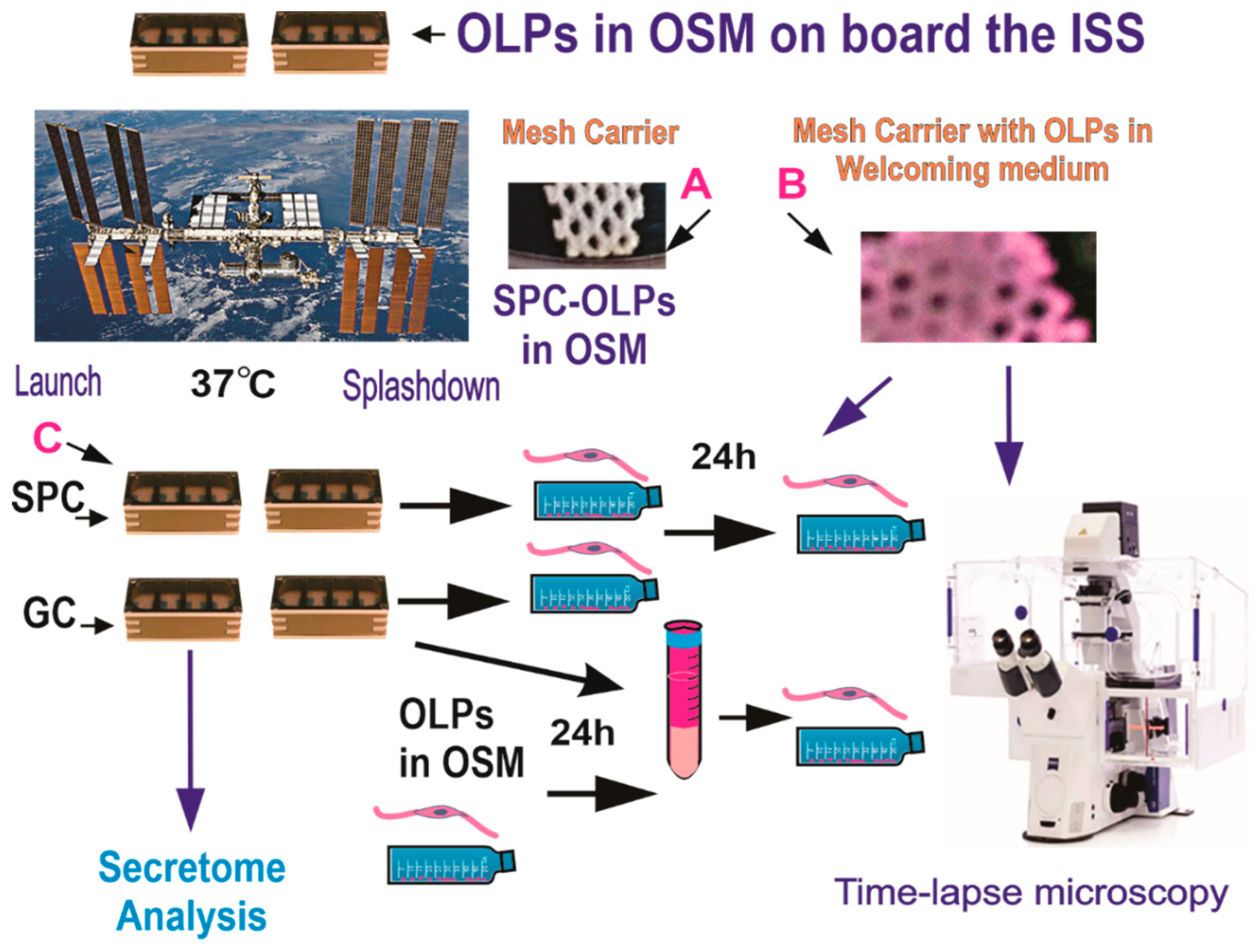Biomolecules 13 00201 g002 Biomolecules 13 00201 g002