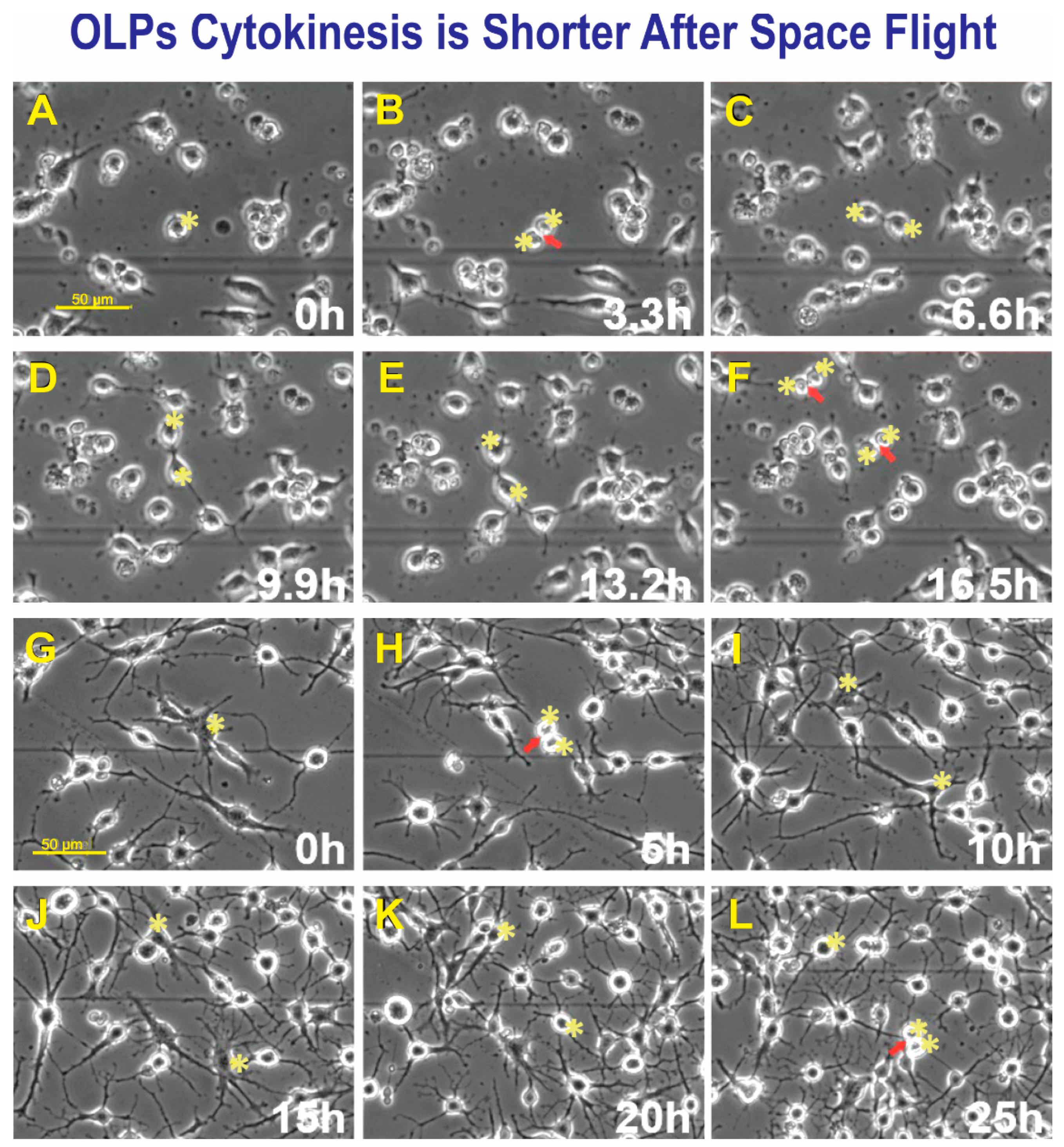 Biomolecules 13 00201 g005 Biomolecules 13 00201 g005
