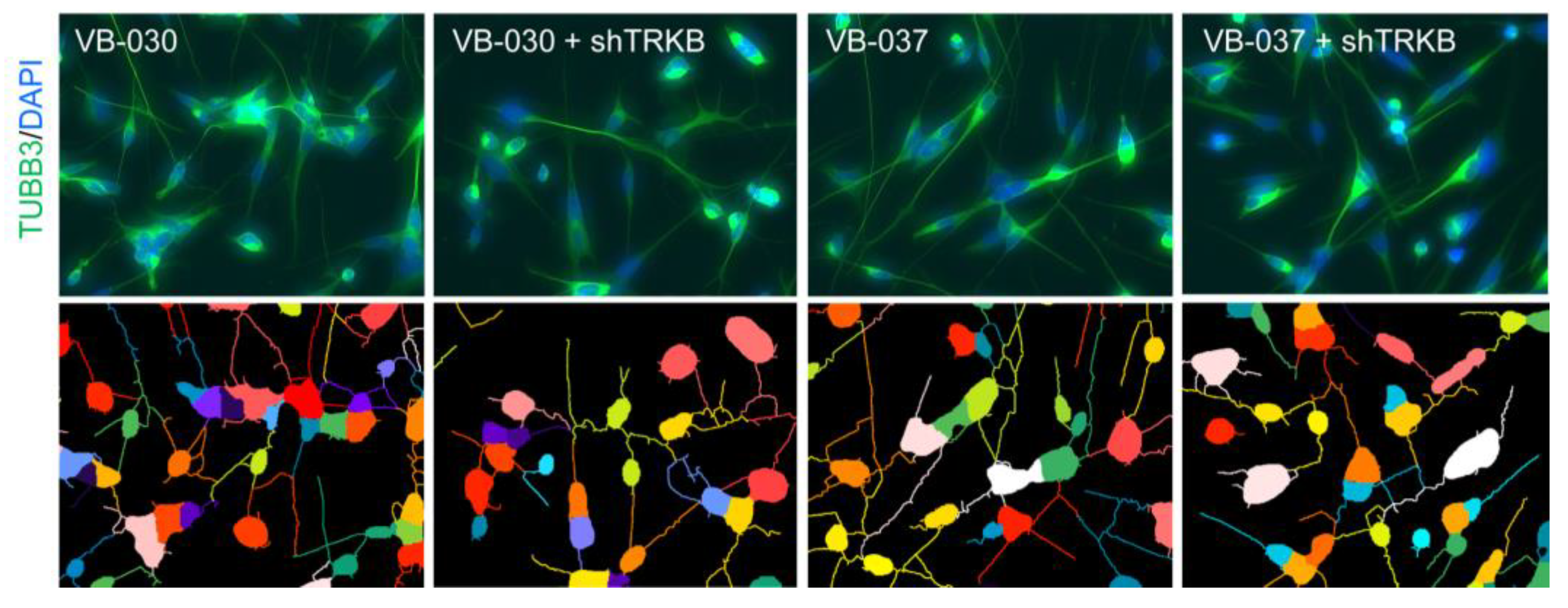 Biomolecules 13 00219 g006b Biomolecules 13 00219 g006b