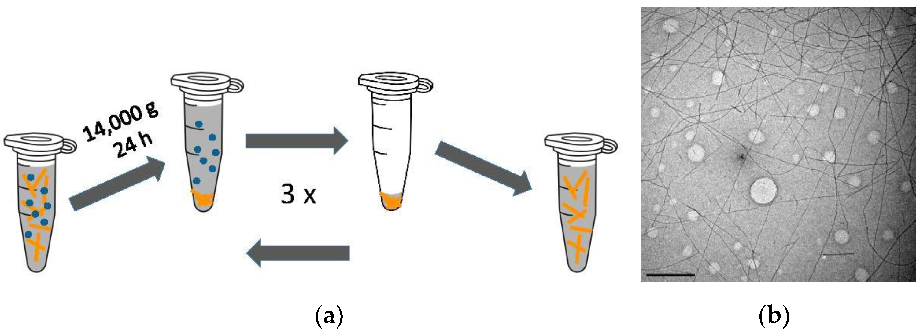 Biomolecules 13 00230 g001 Biomolecules 13 00230 g001