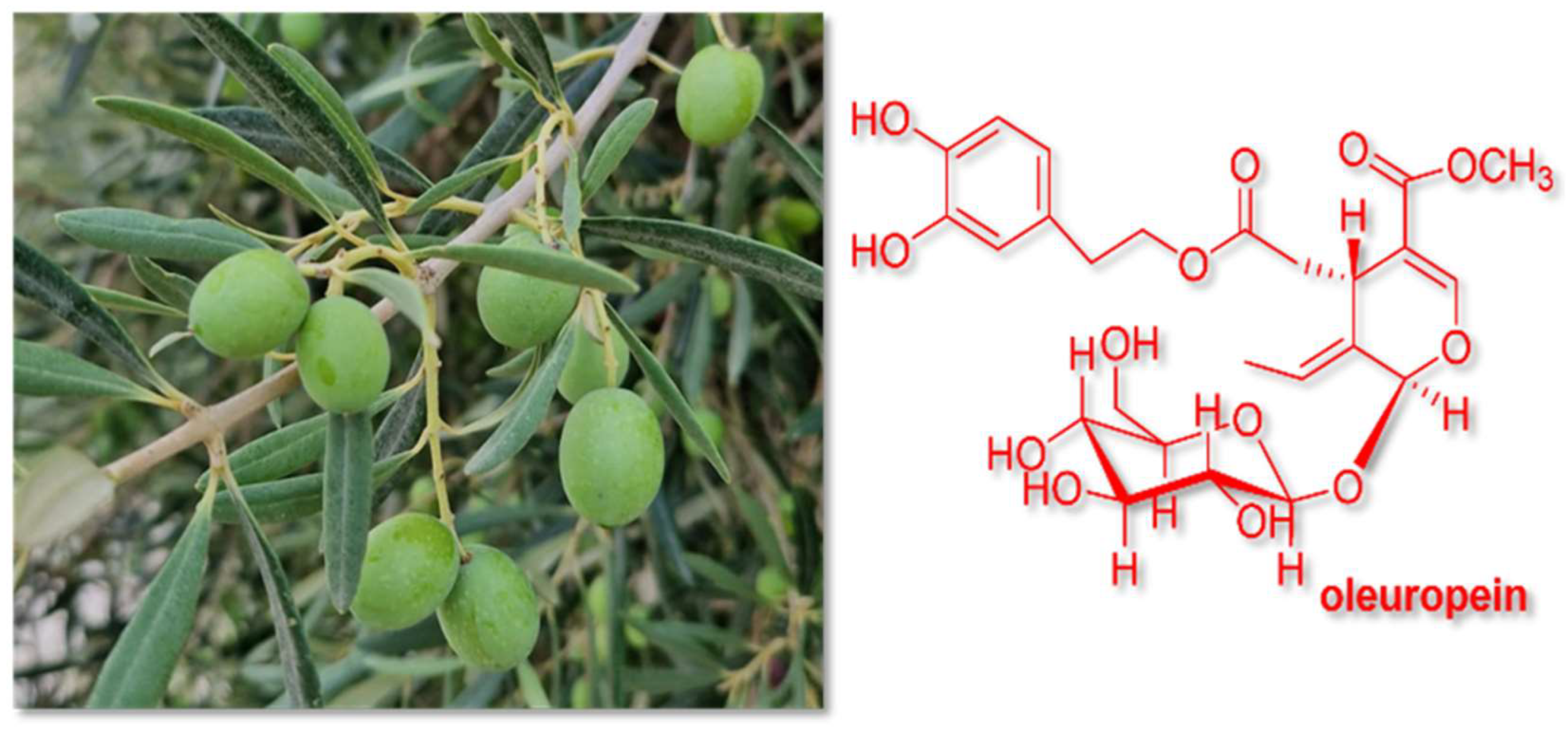 Biomolecules 13 00238 g001