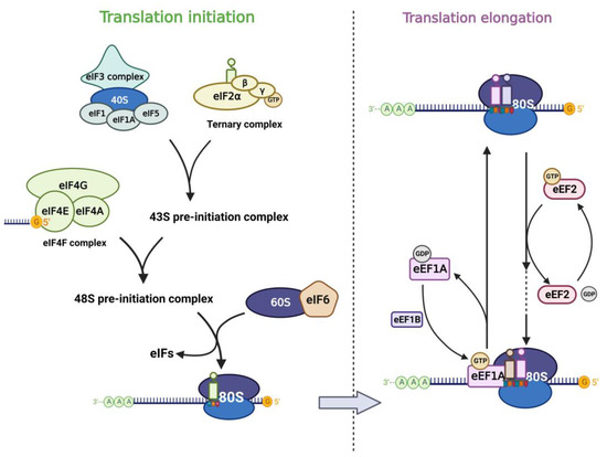 Critical Roles of METTL3 in Translation Regulation of Cancer