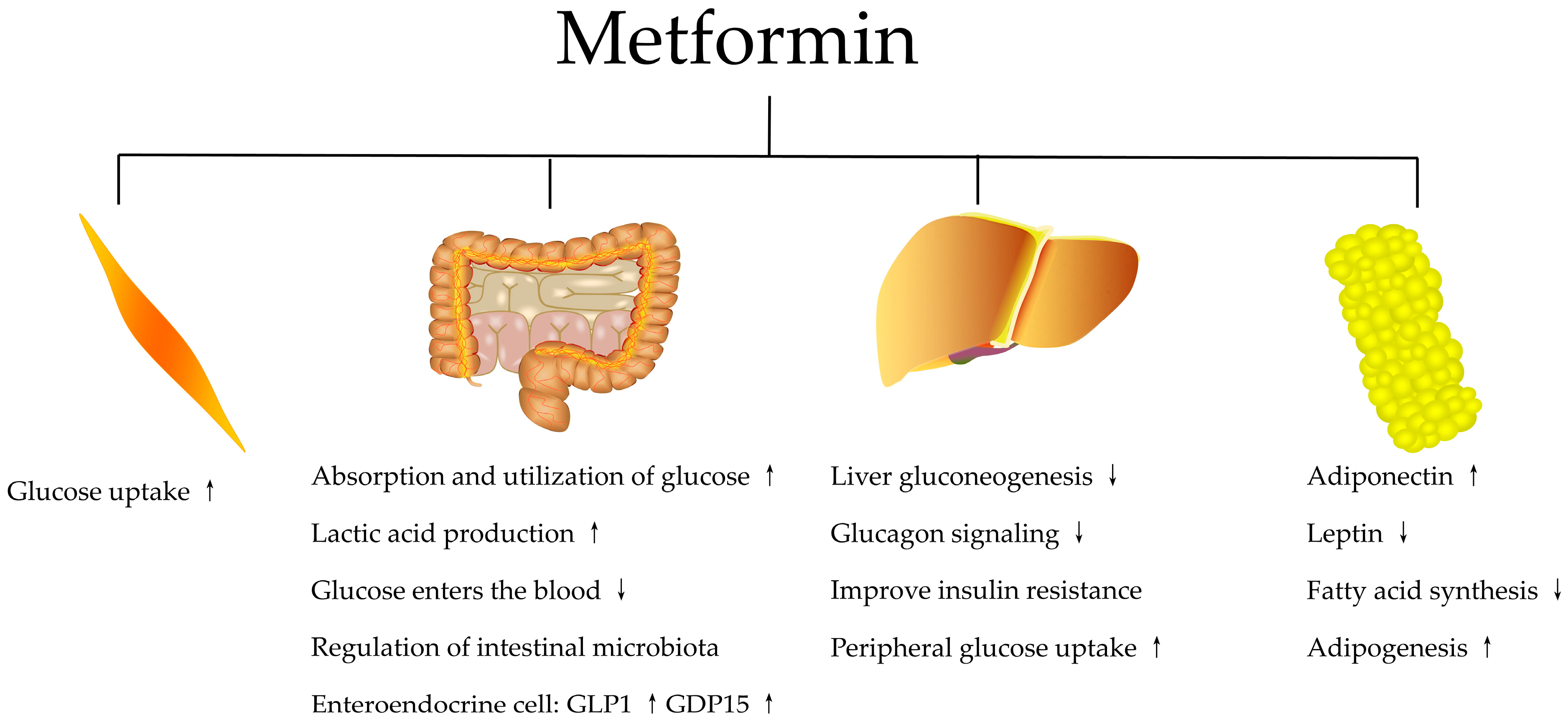 Biomolecules Free Full Text Action Mechanism Of Metformin And Its 