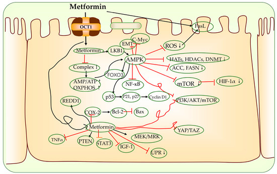Action Mechanism of Metformin and Its Application in Hematological