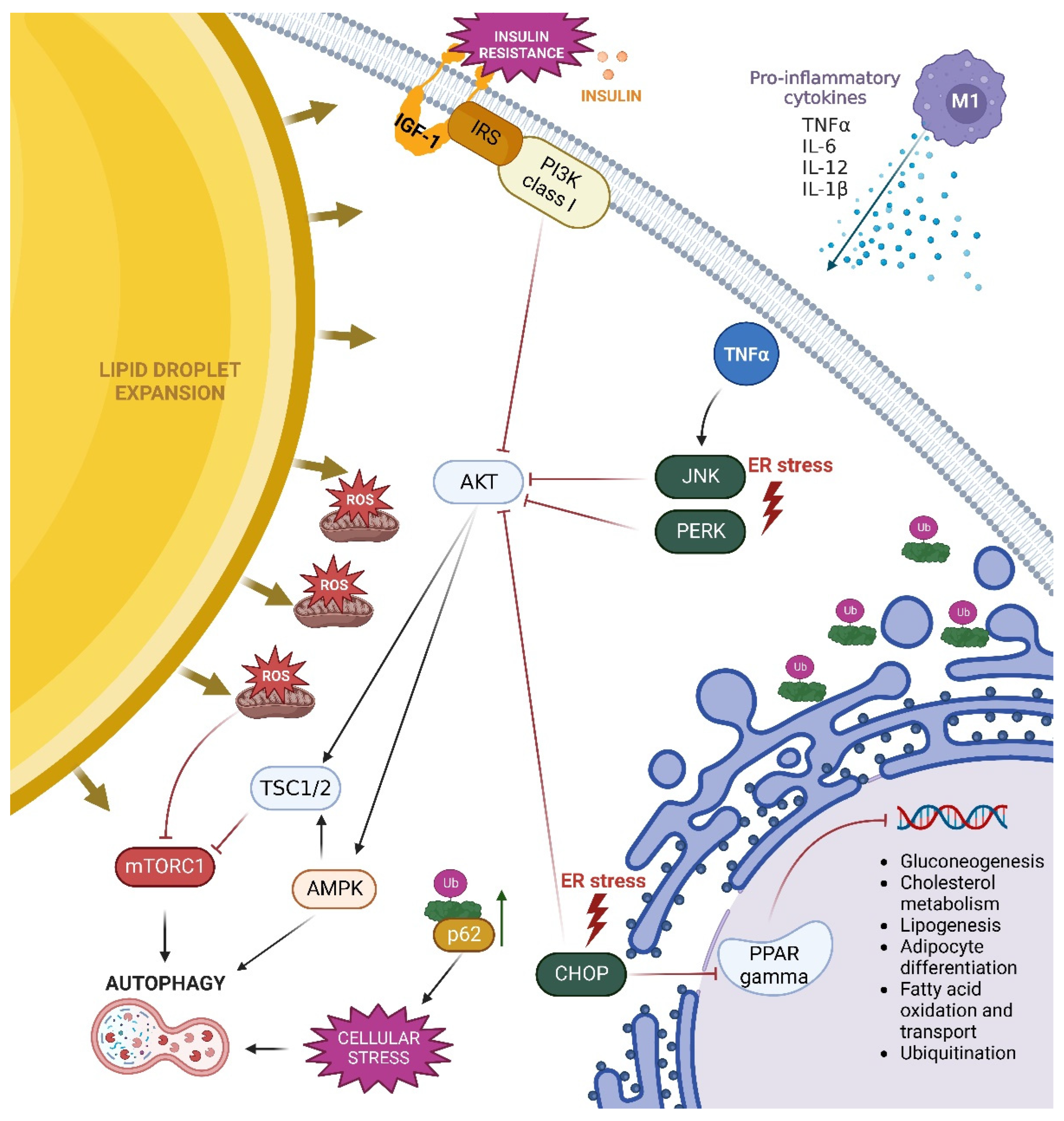 Biomolecules 13 00255 g003 Biomolecules 13 00255 g003