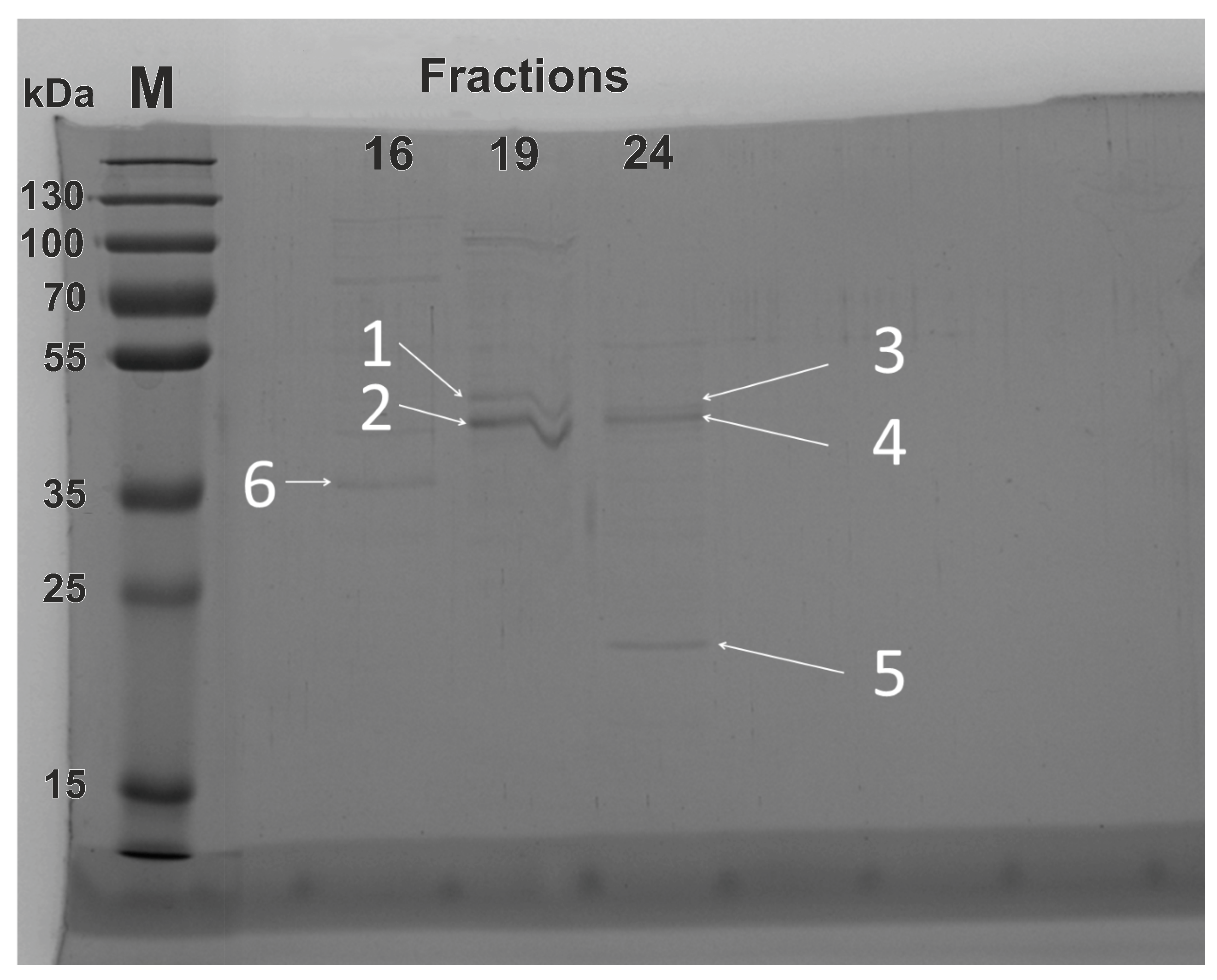 Biomolecules 13 00256 g006