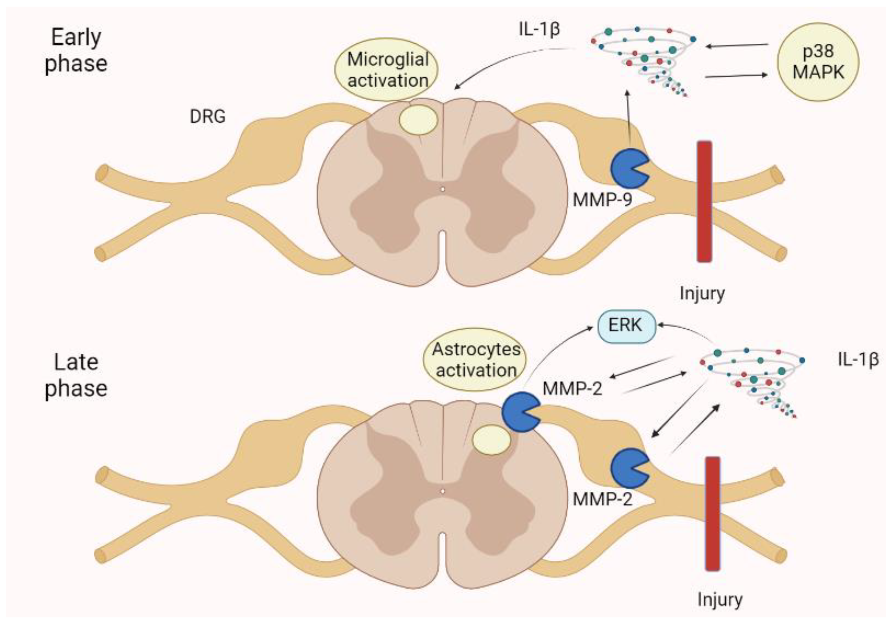 Biomolecules 13 00268 g006 Biomolecules 13 00268 g006