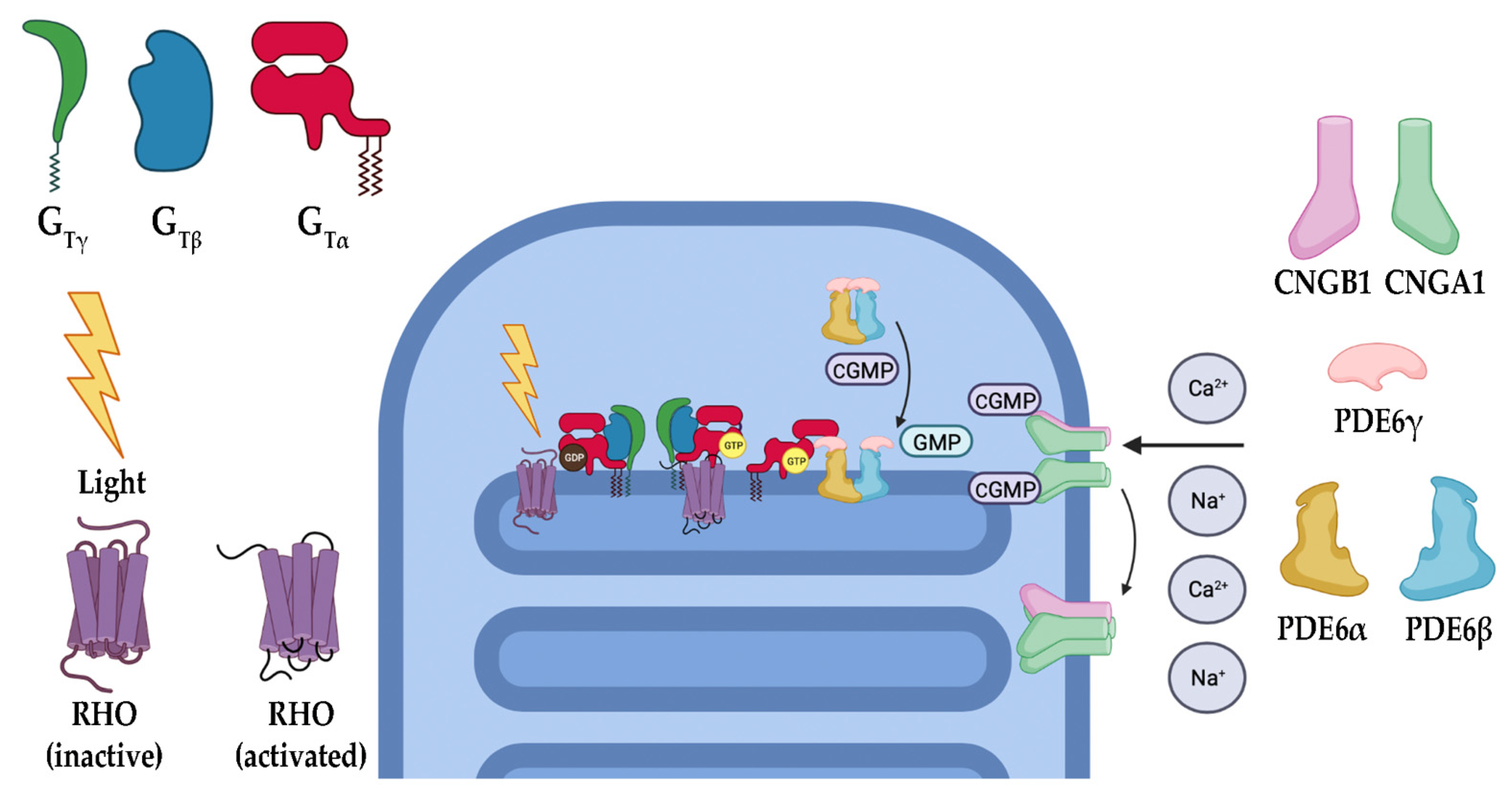 Biomolecules 13 00271 g002