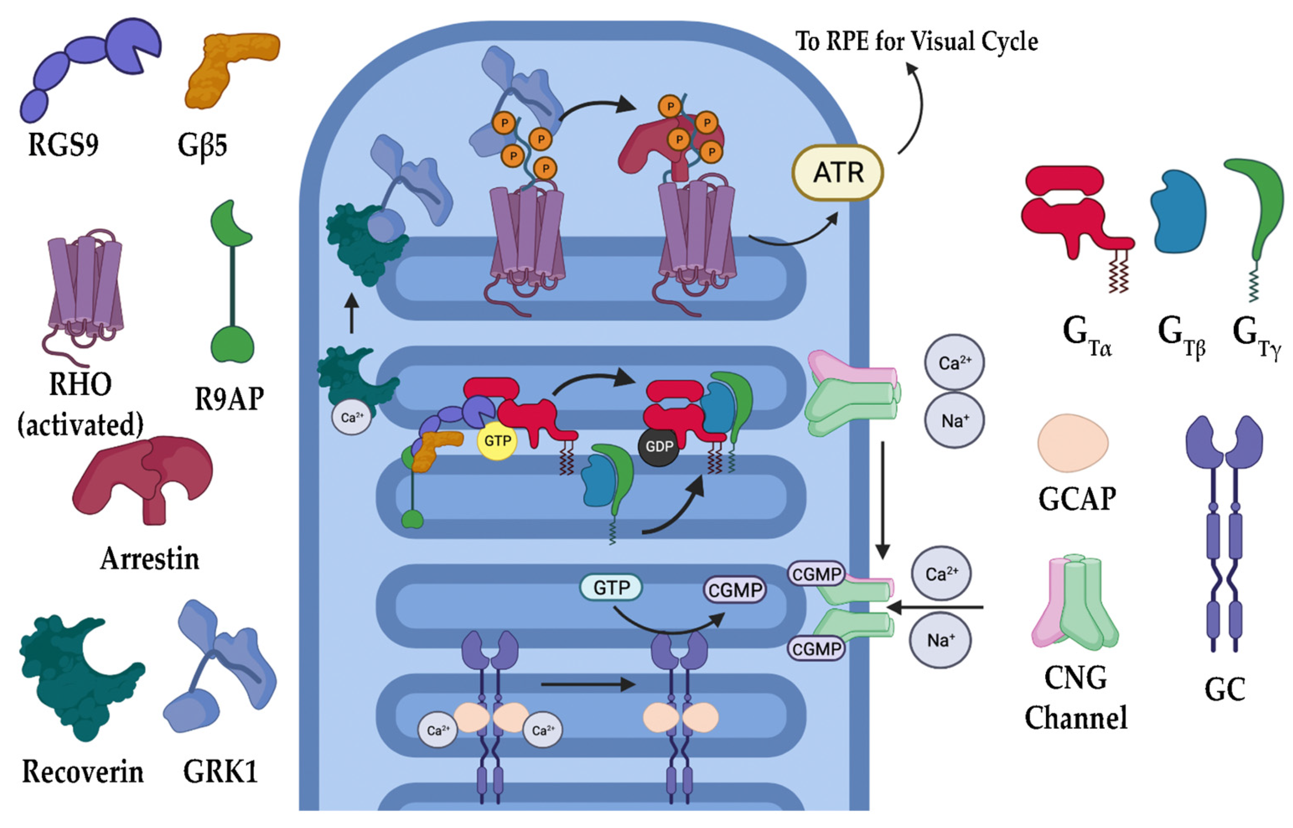 Biomolecules 13 00271 g003