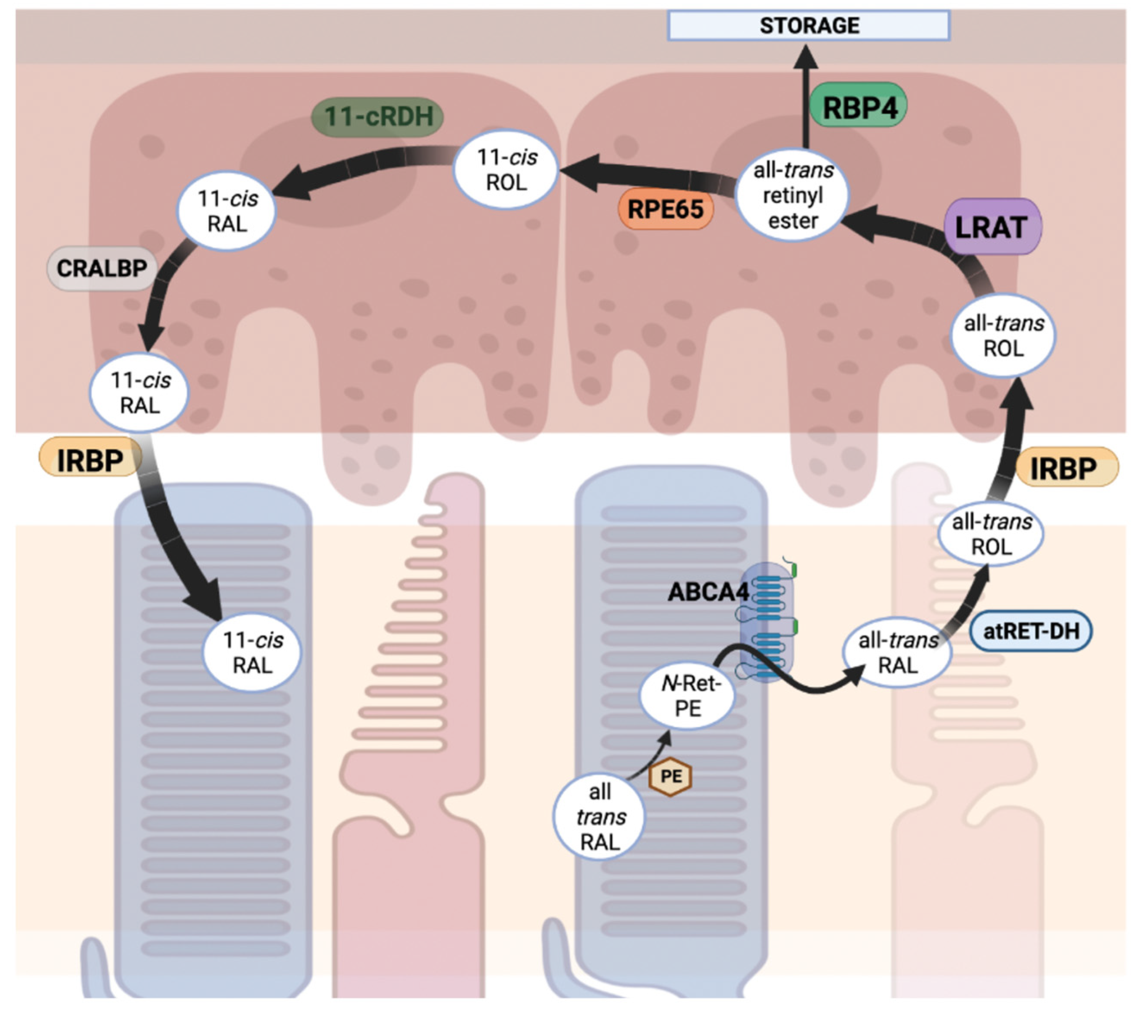 Biomolecules 13 00271 g006