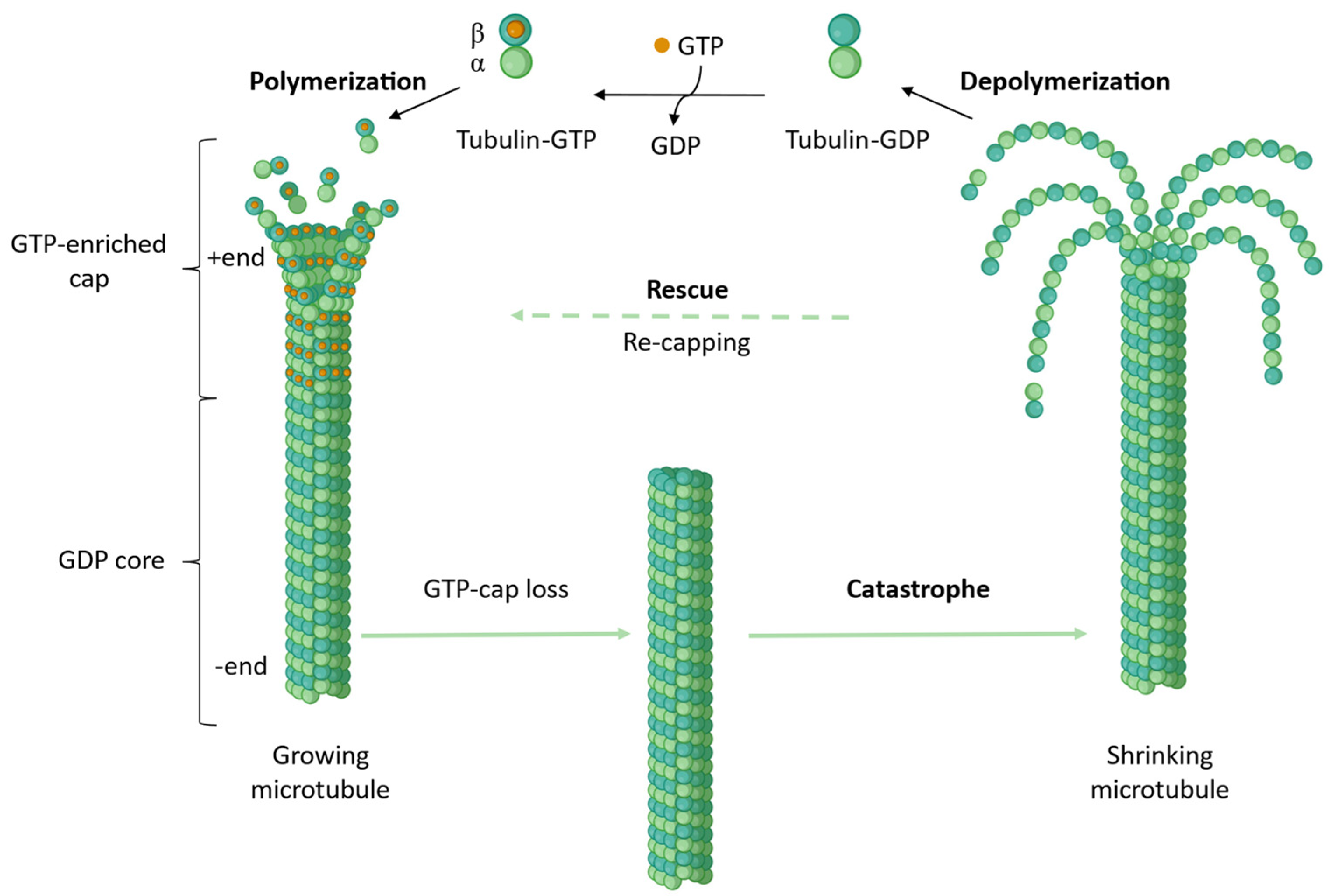 Biomolecules Free FullText Computational Approaches to the
