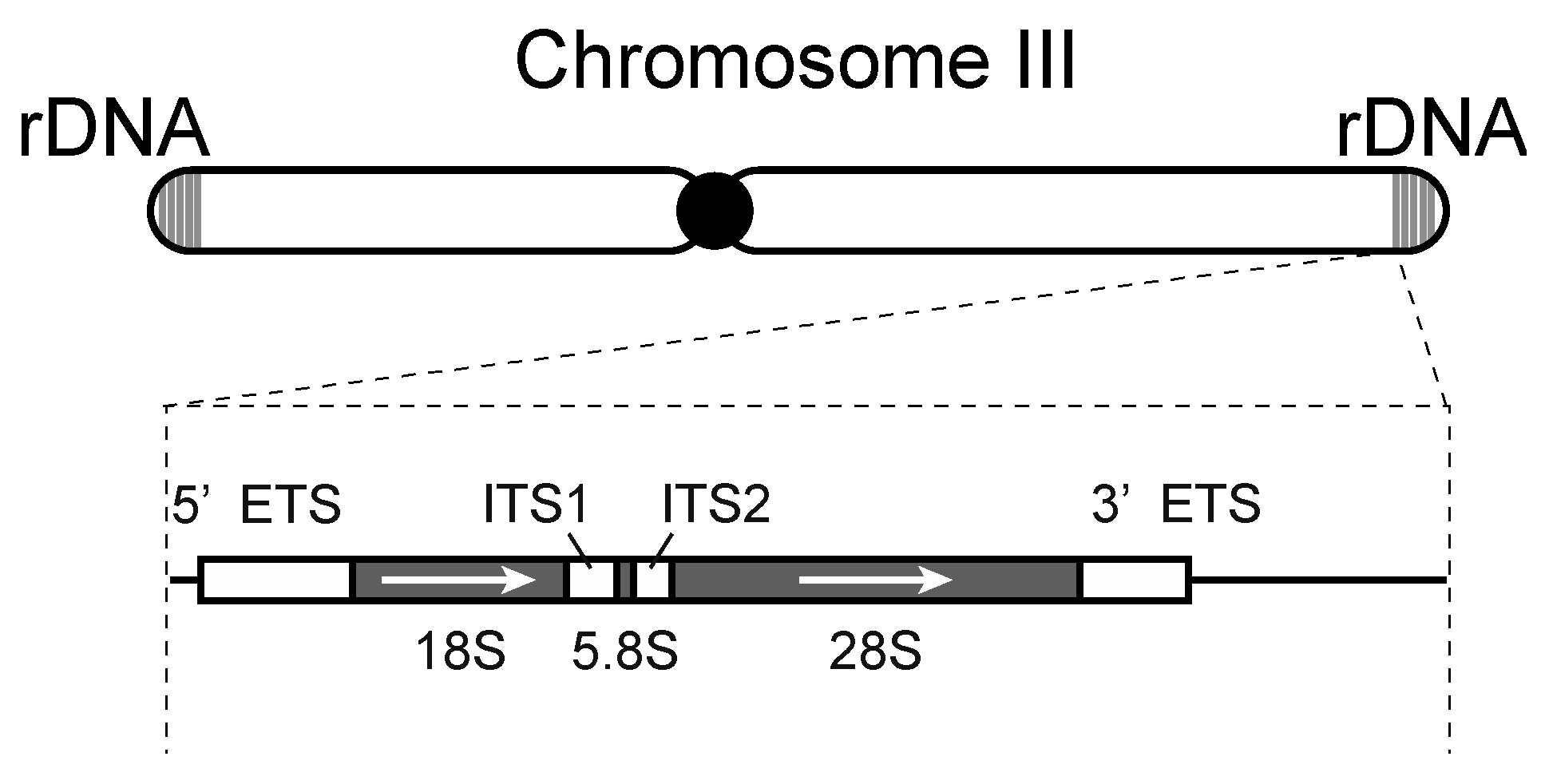 Biomolecules 13 00288 g001