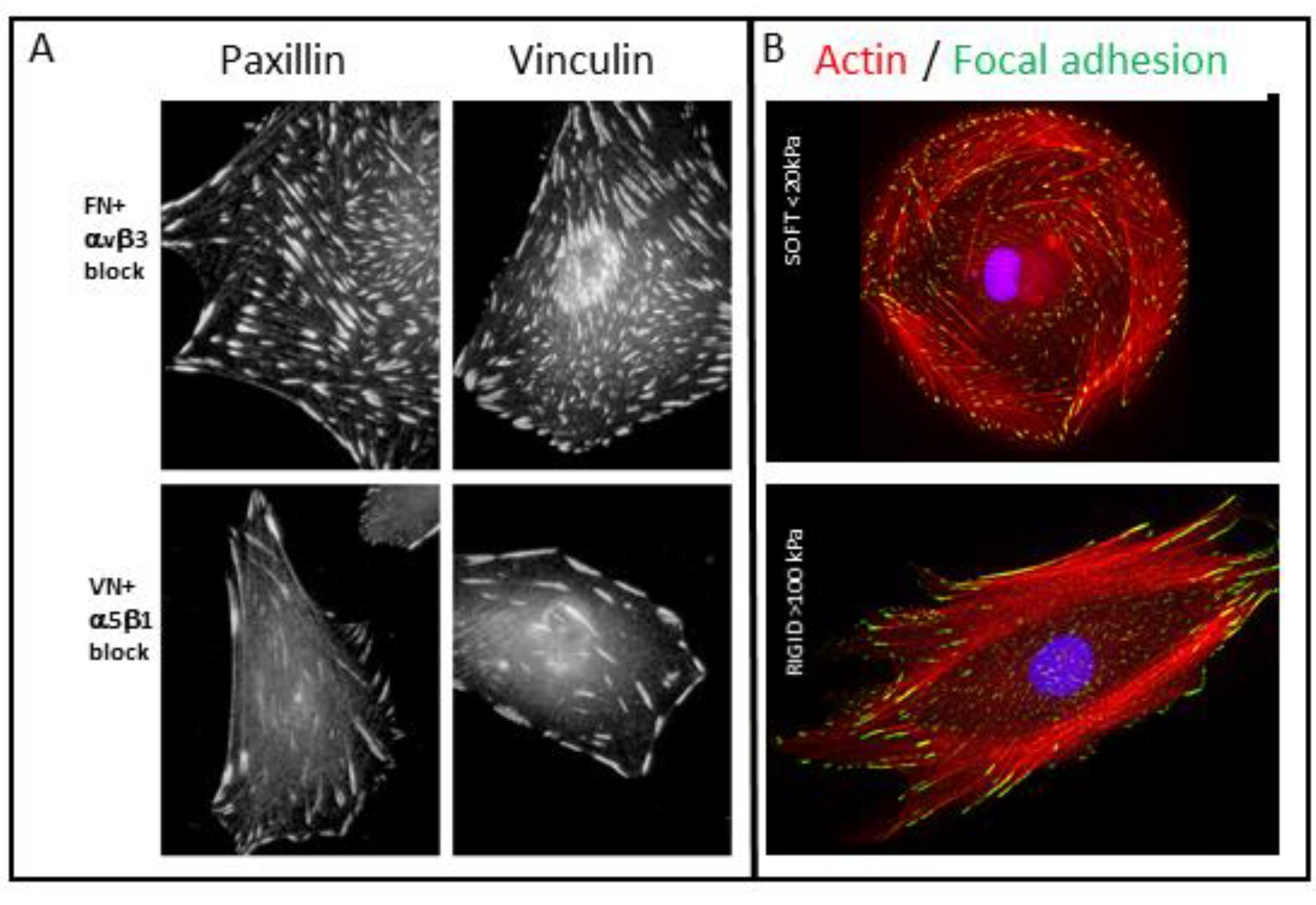 Biomolecules 13 00294 g005 Biomolecules 13 00294 g005