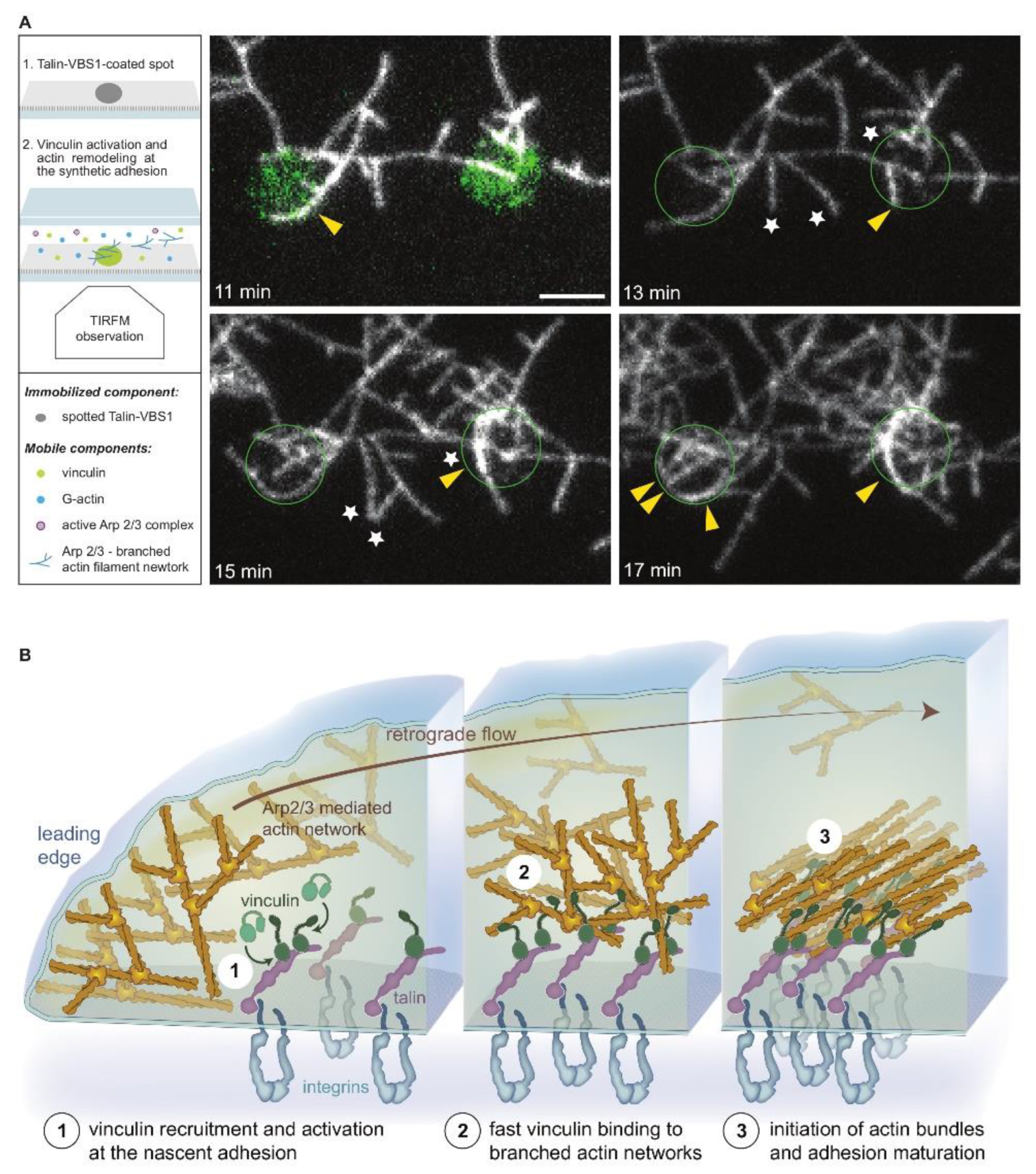 Biomolecules 13 00294 g006 Biomolecules 13 00294 g006