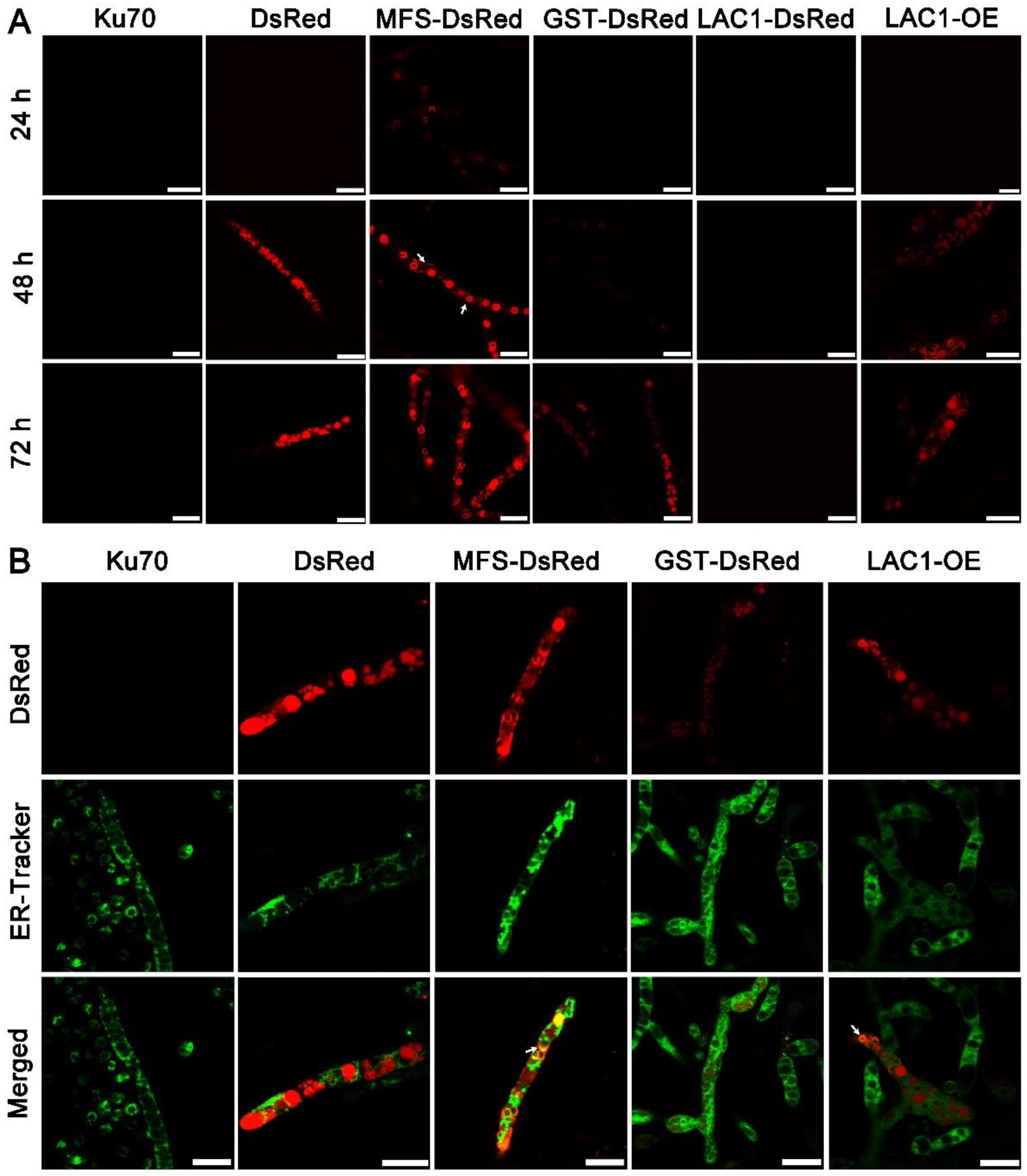 Biomolecules 13 00295 g005 Biomolecules 13 00295 g005