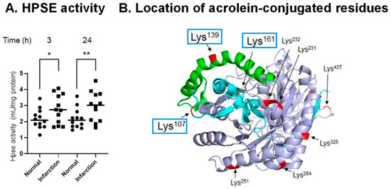 Molecular Characteristics of Toxicity of Acrolein Produced from Spermine