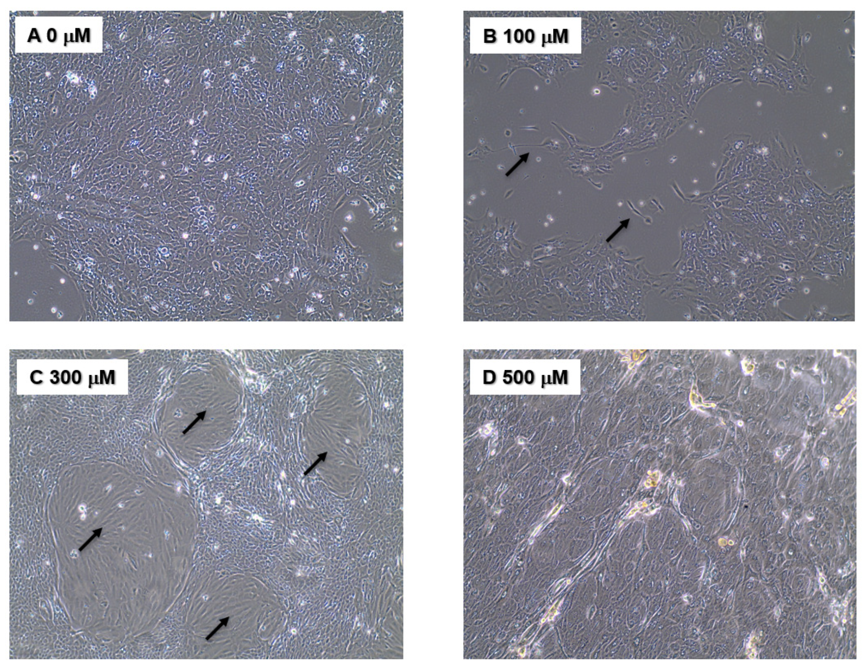 Biomolecules 13 00311 g001 Biomolecules 13 00311 g001