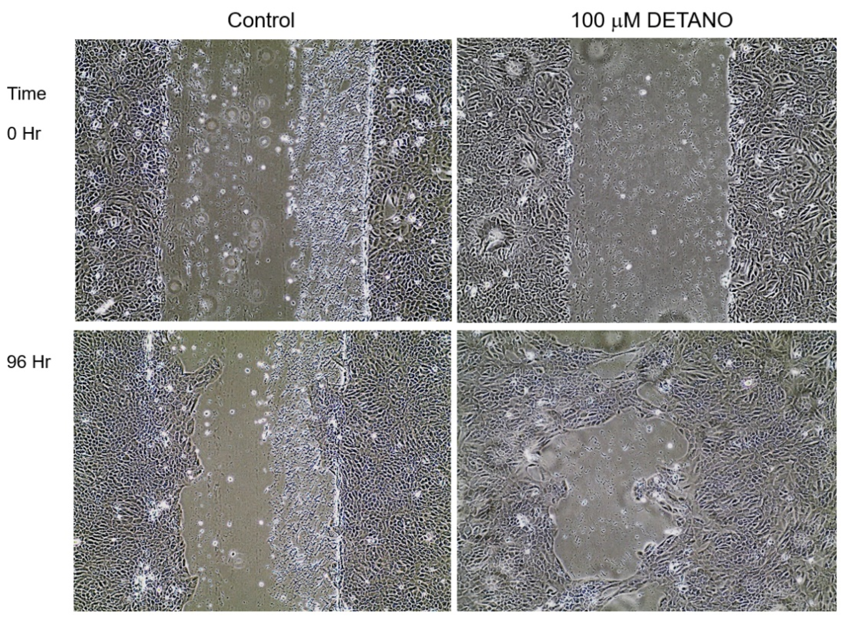 Biomolecules 13 00311 g002 Biomolecules 13 00311 g002