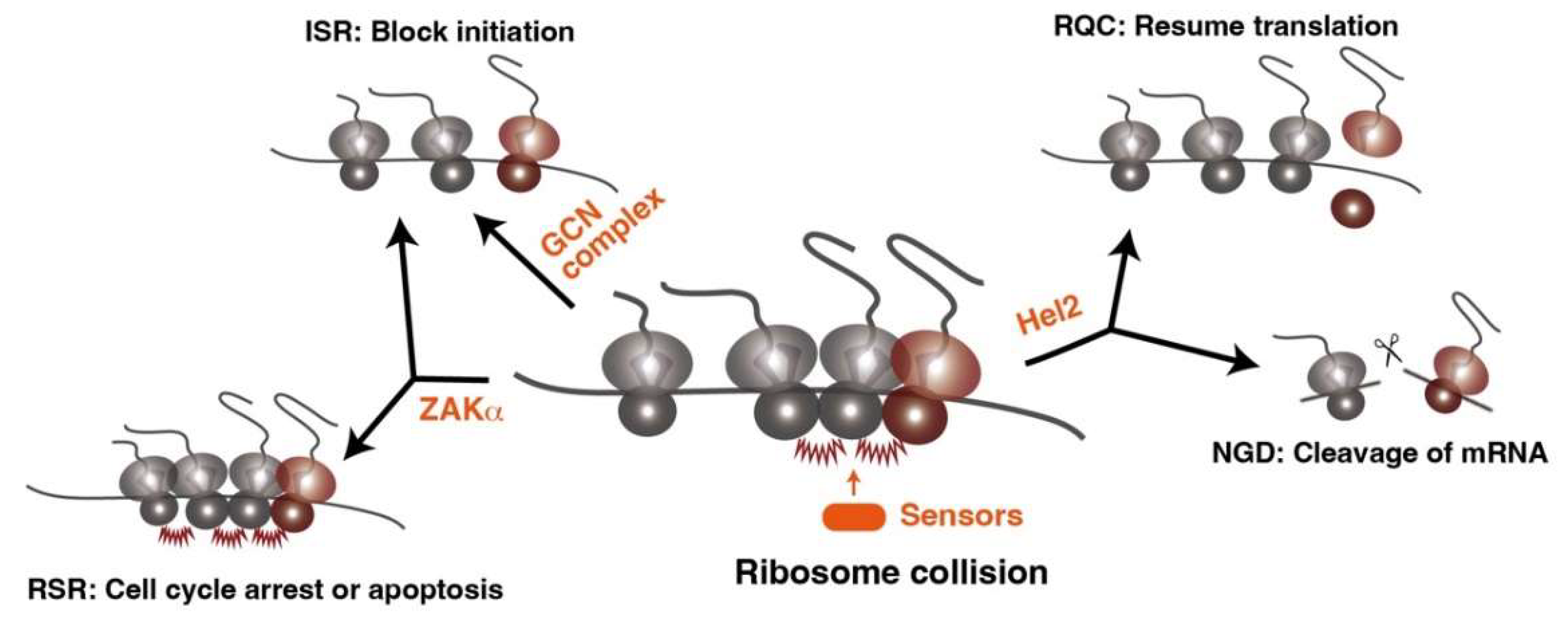 日本最大のブランド Induced Control Quality Co-Translational by Arrest Translational 洋書