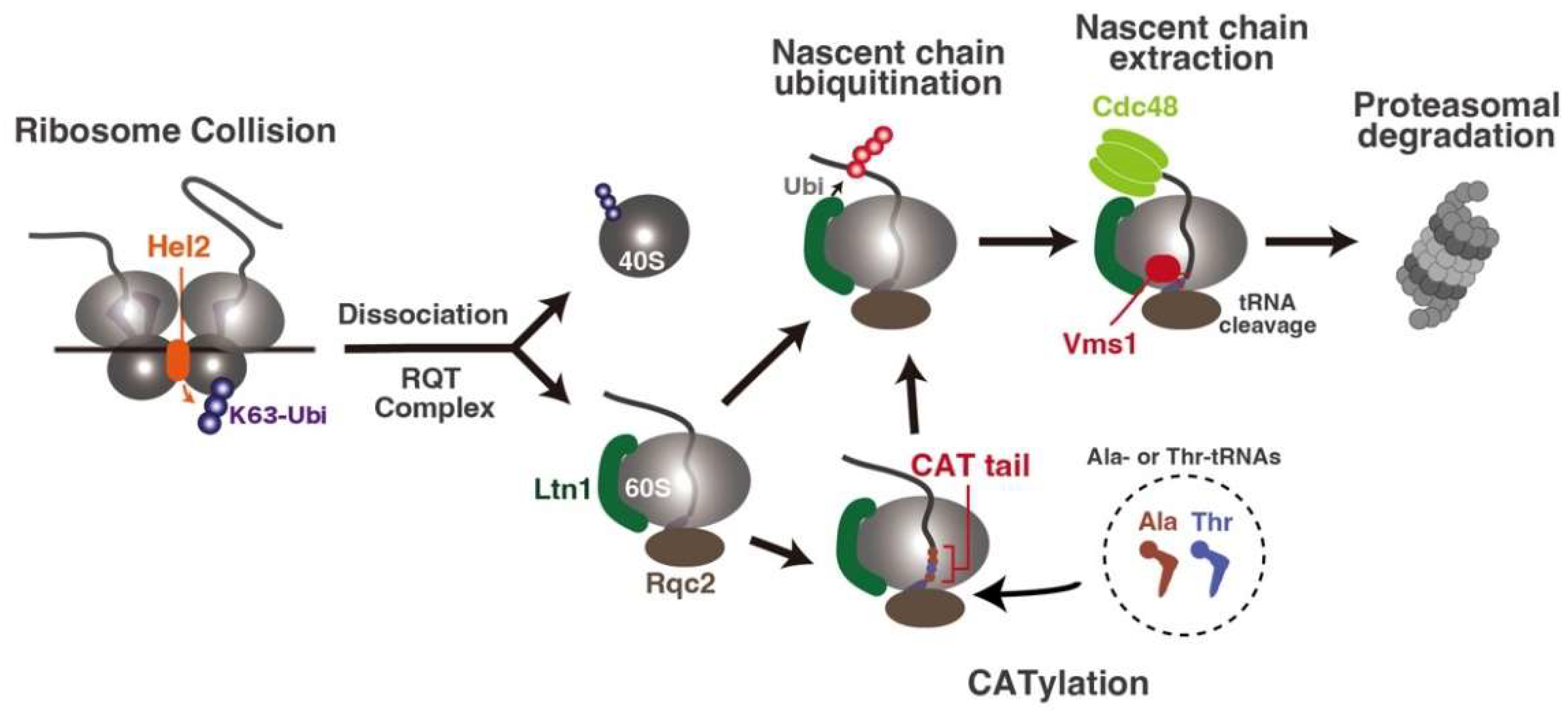 Co-Translational Quality Control Induced by Translational Arrest