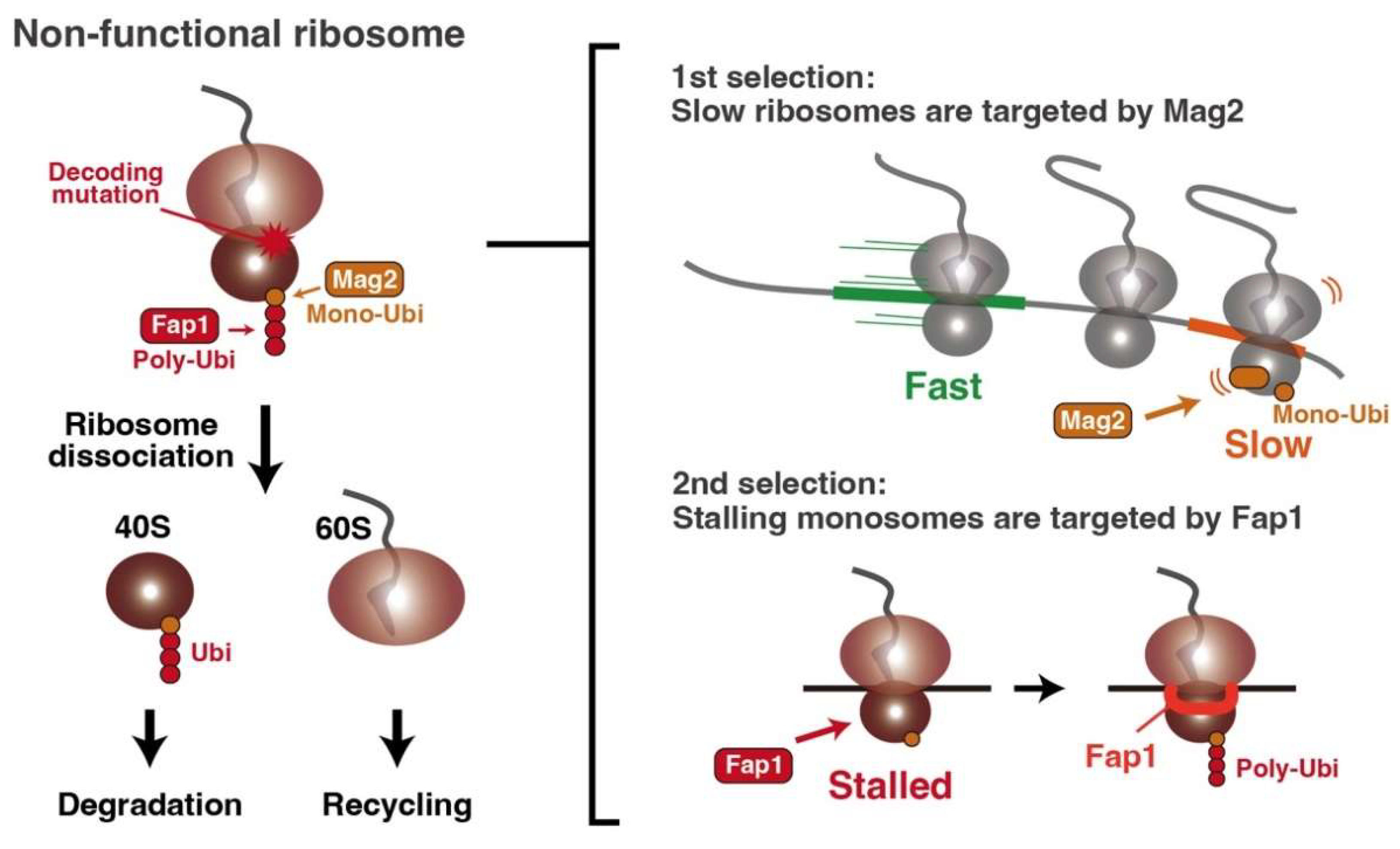 Co-Translational Quality Control Induced by Translational Arrest