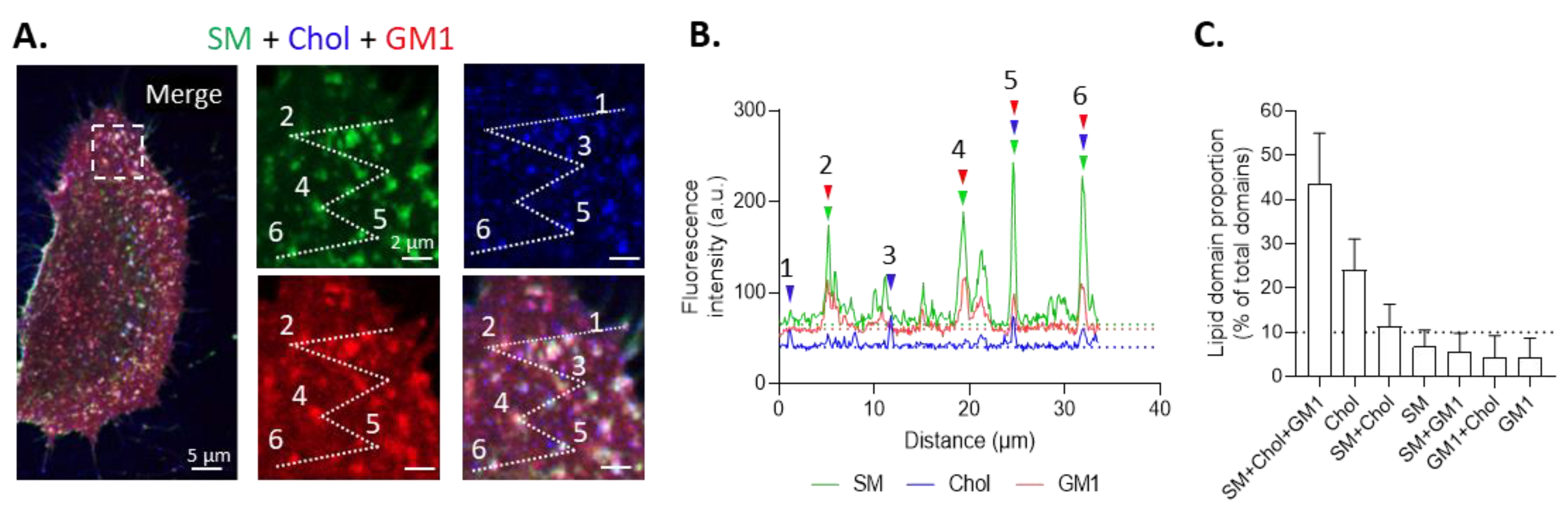Biomolecules 13 00319 g002 Biomolecules 13 00319 g002