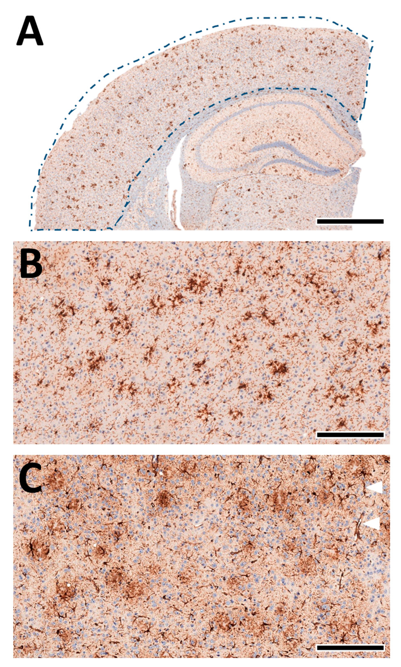 Biomolecules 13 00331 g008