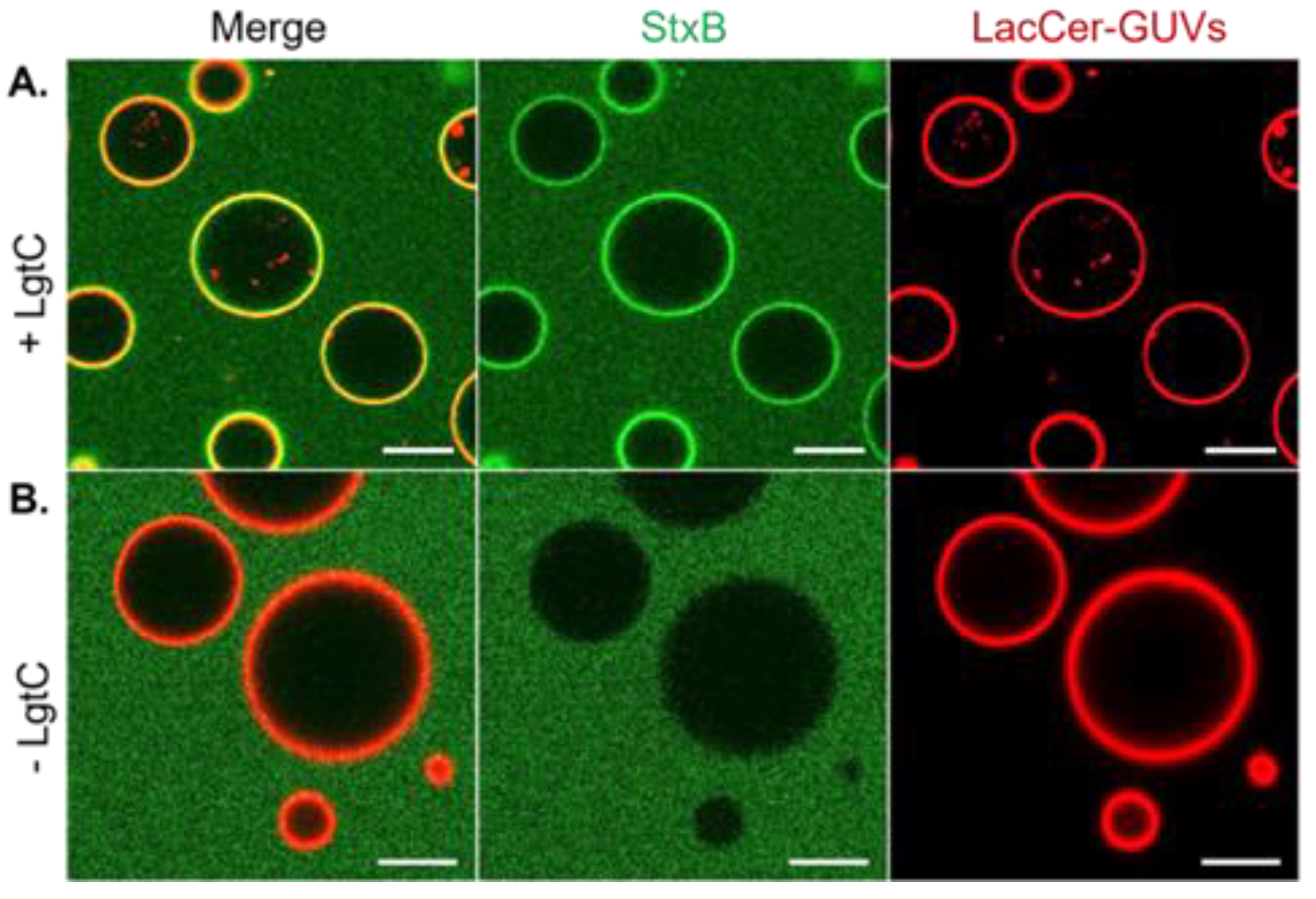 Biomolecules 13 00335 g003