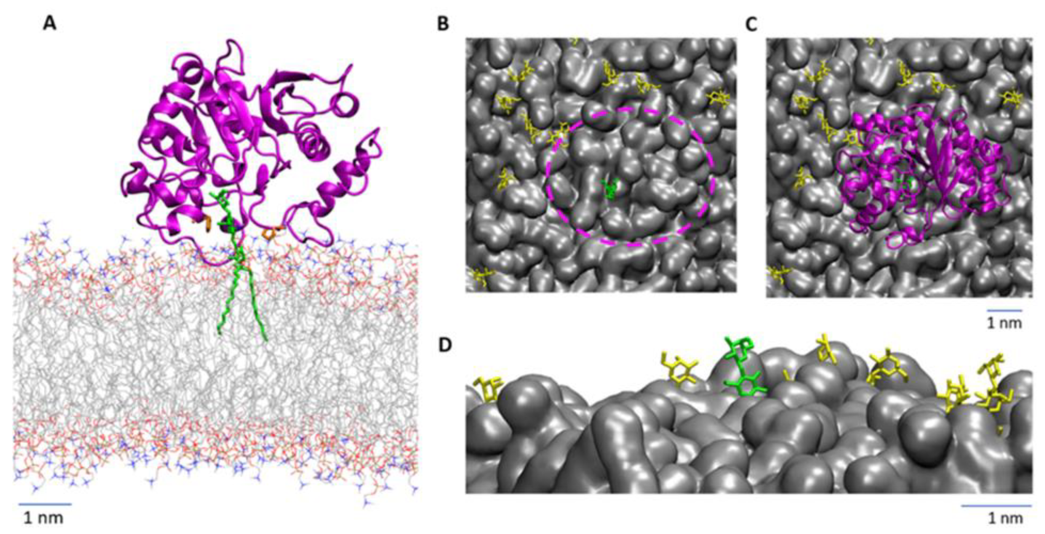 Biomolecules 13 00335 g005