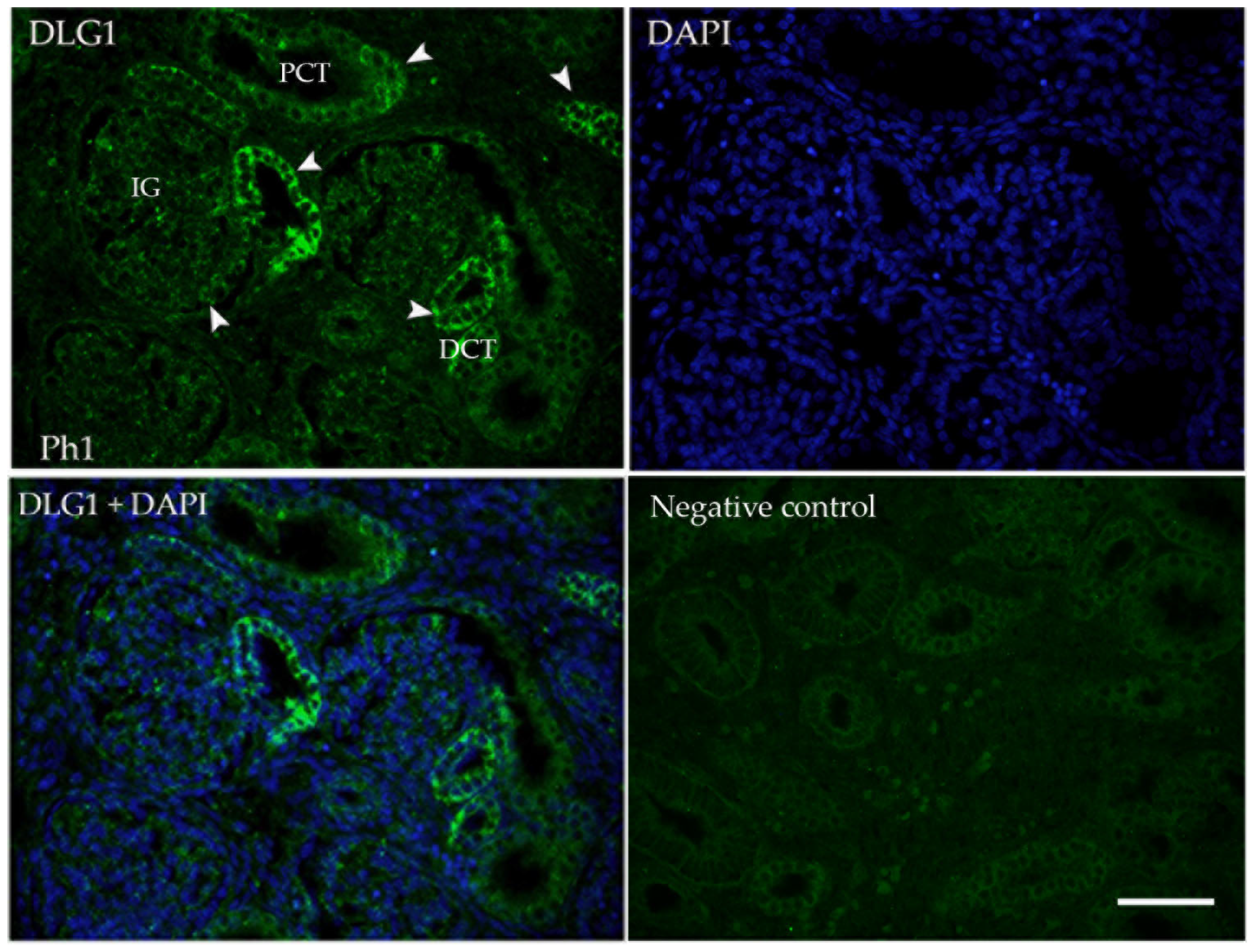 Biomolecules 13 00340 g002