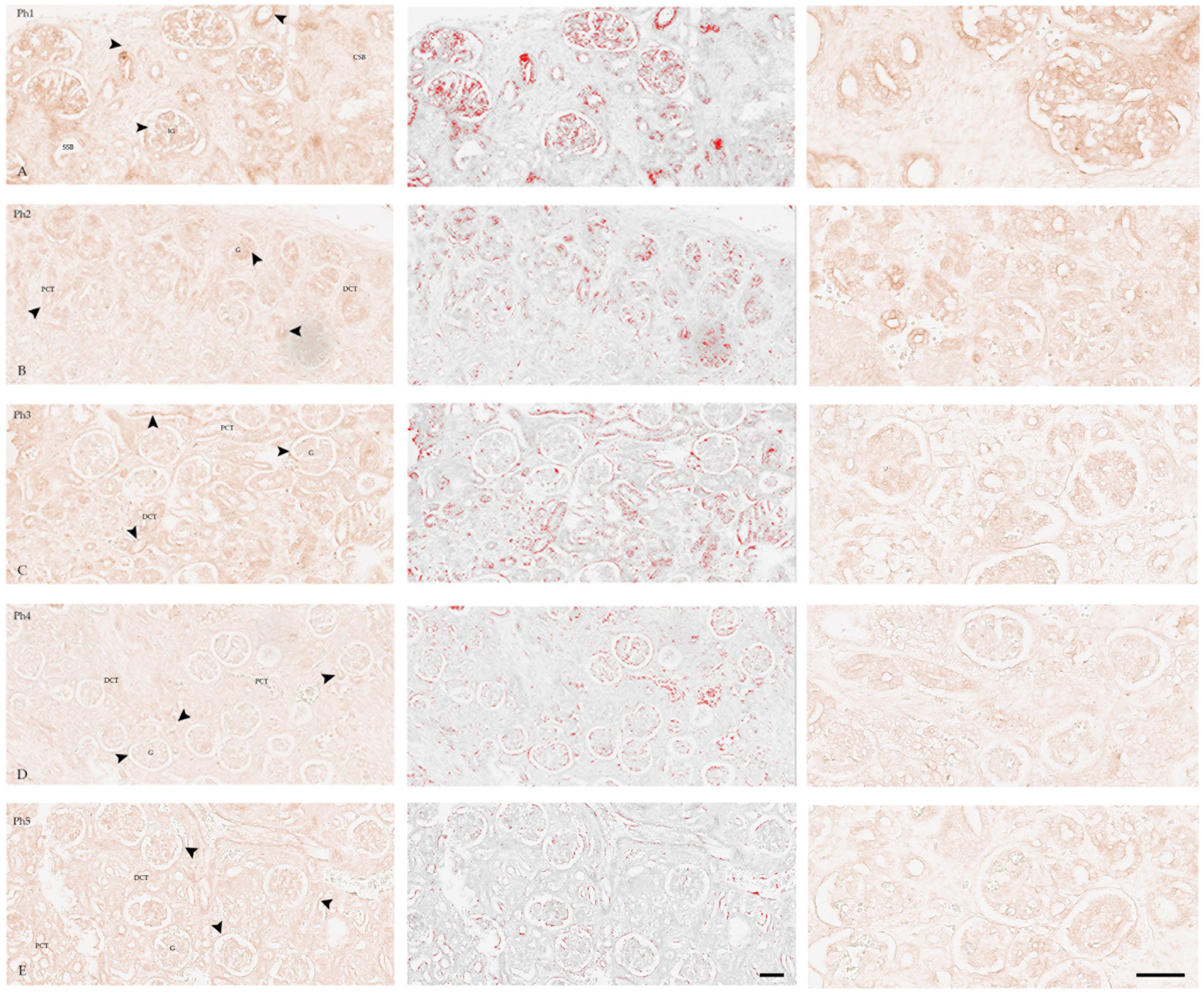 Biomolecules 13 00340 g005