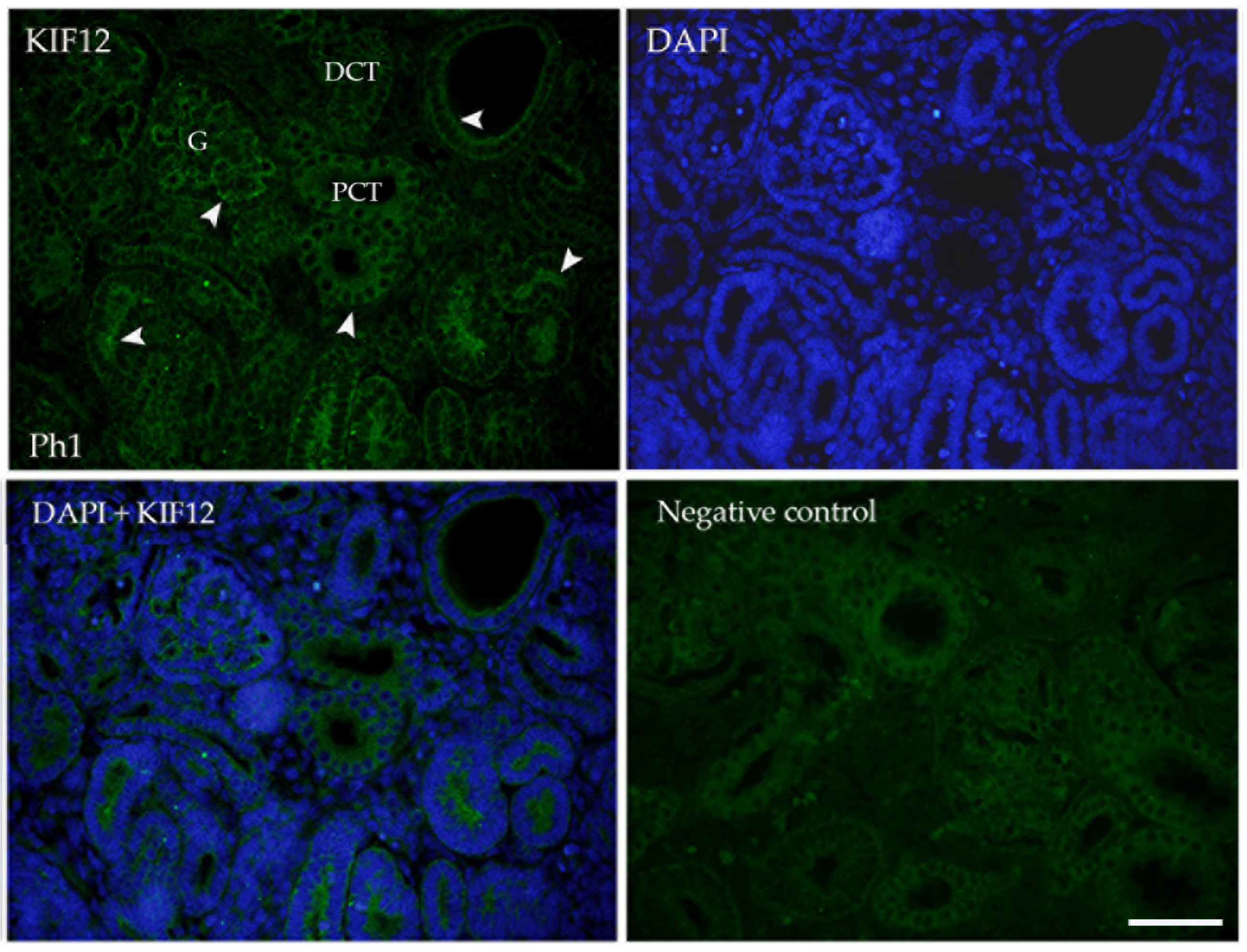 Biomolecules 13 00340 g006