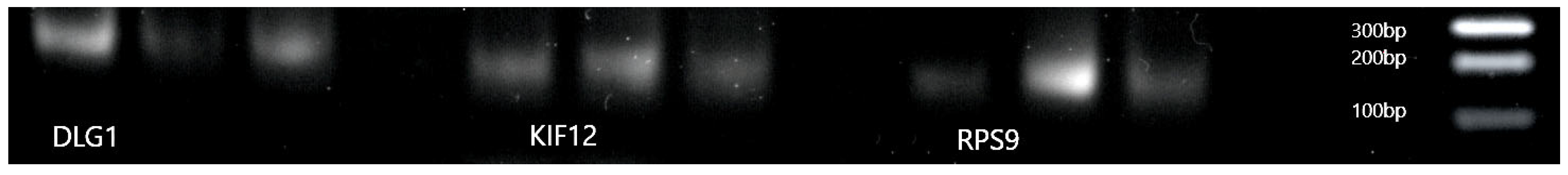 Biomolecules 13 00340 g009