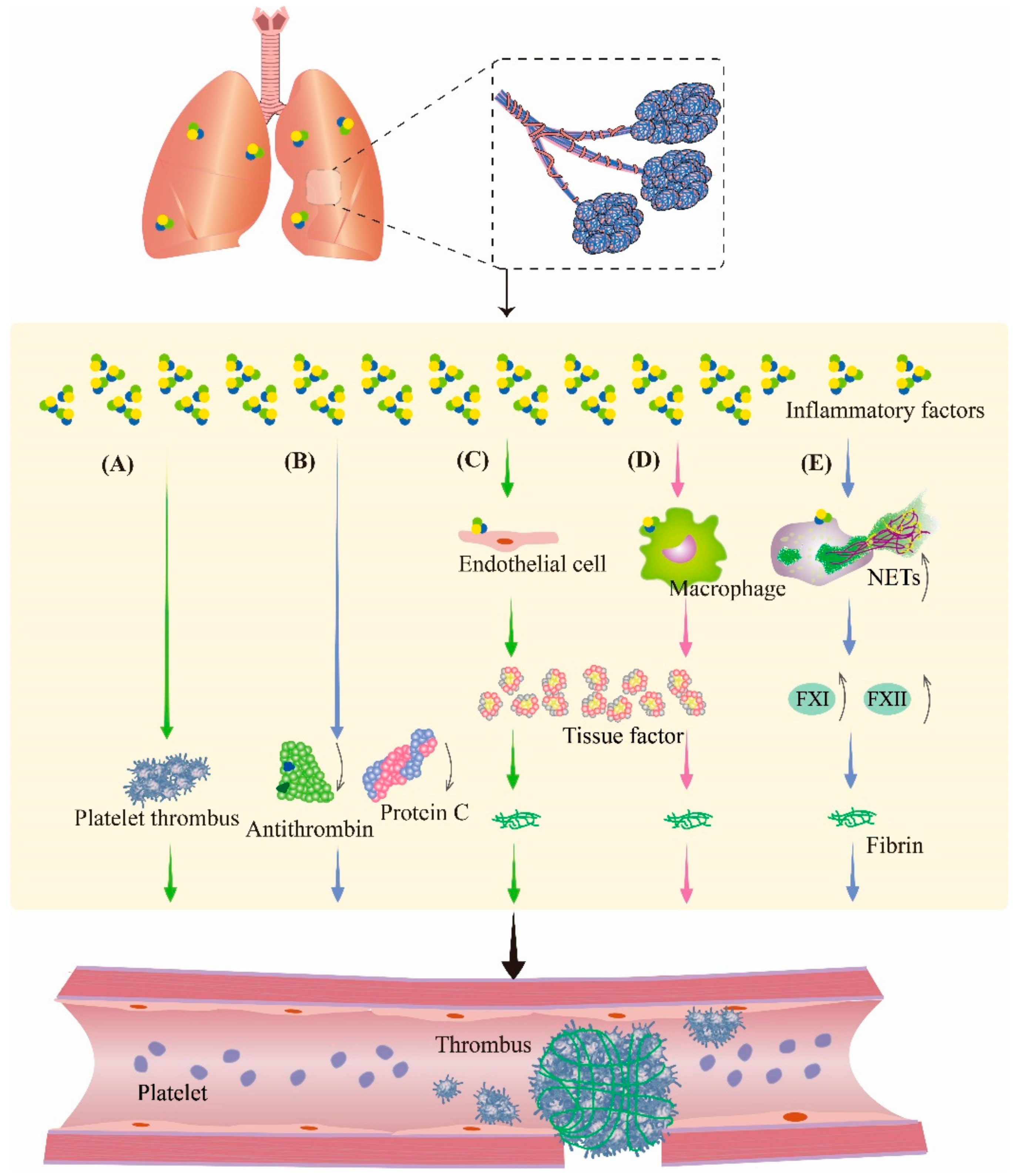 Biomolecules 13 00351 g003