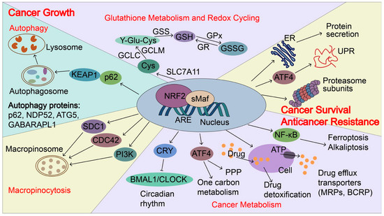 ライフバンテージ　NARF2 NAD Reactive Oxygen Species and NRF2 Signaling, Friends or Foes