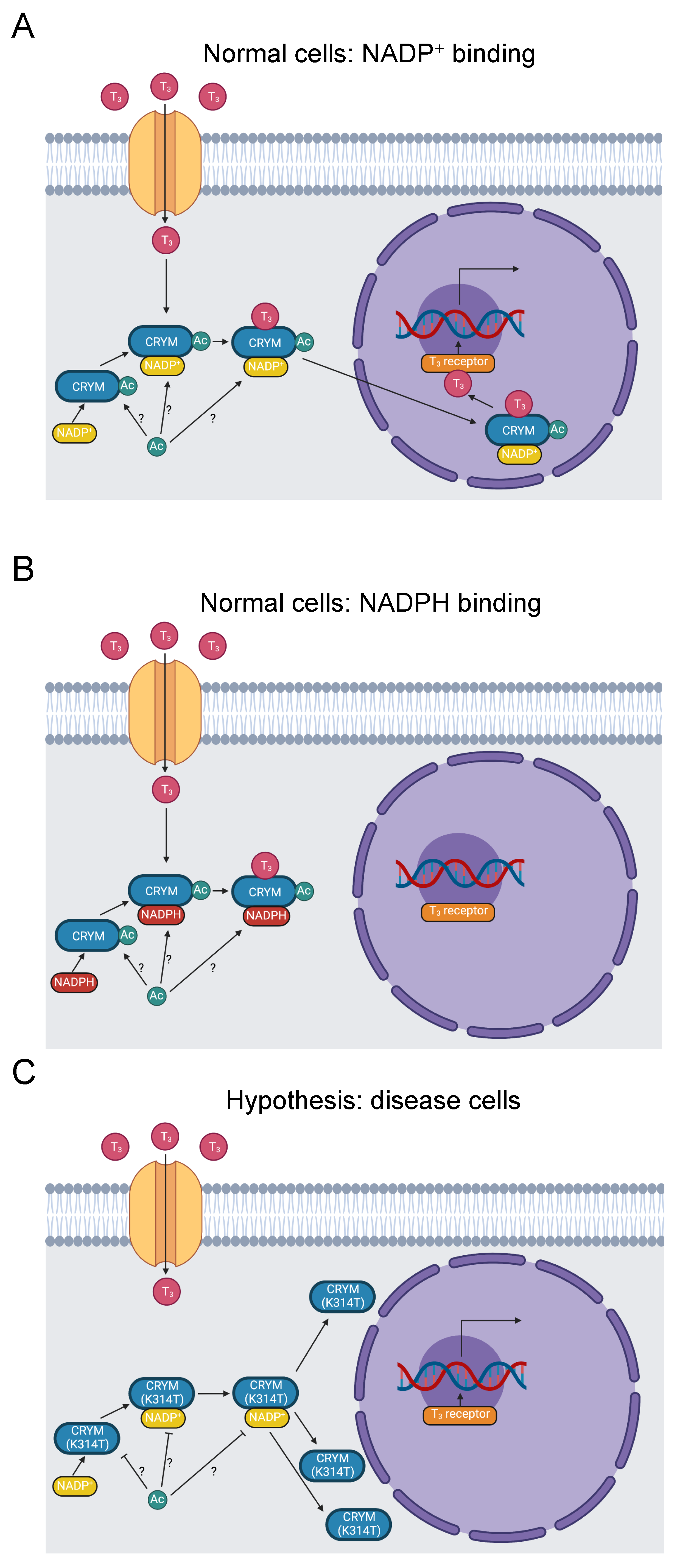 Biomolecules 13 00355 g004 Biomolecules 13 00355 g004