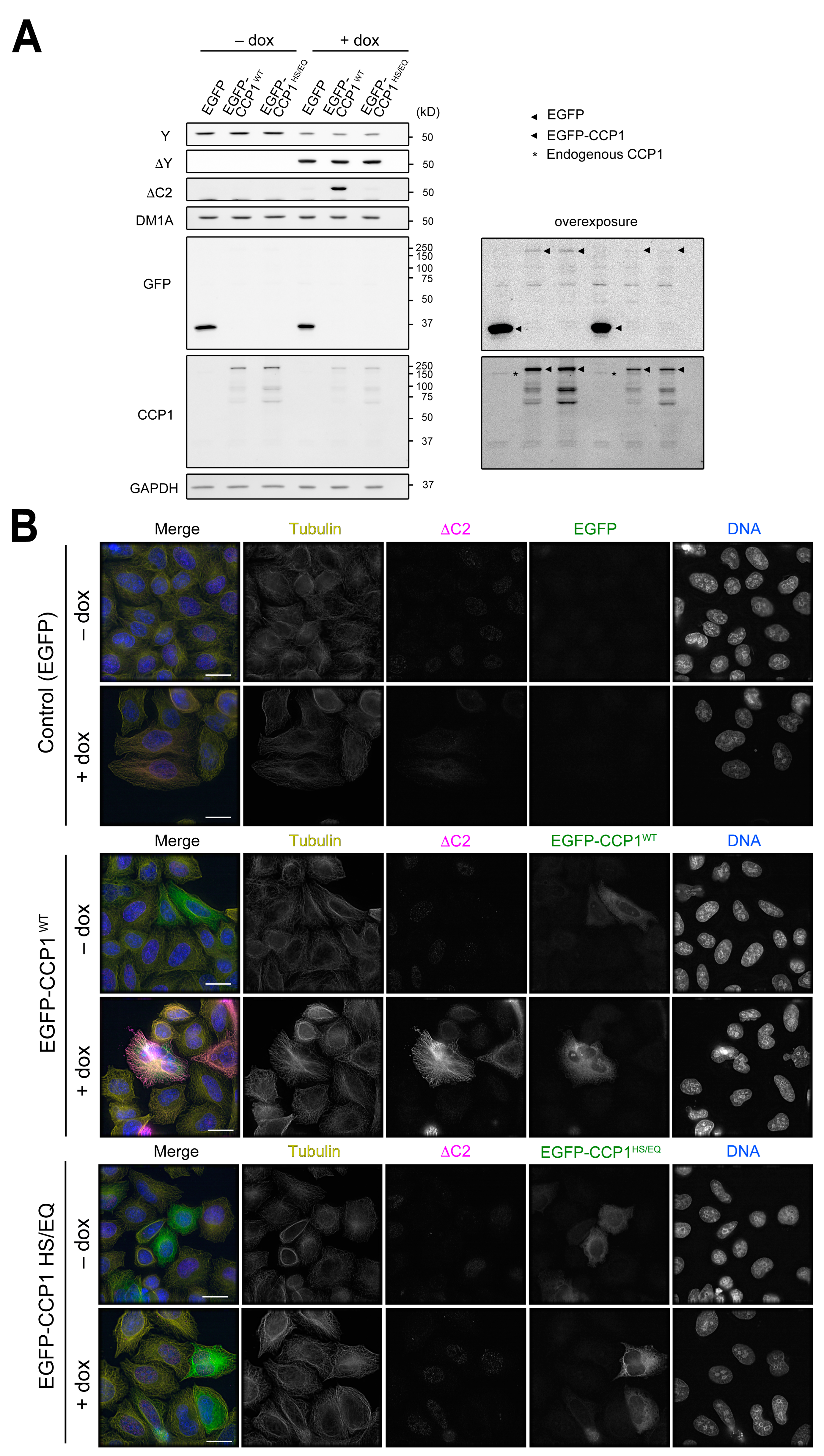 Biomolecules 13 00357 g005 Biomolecules 13 00357 g005