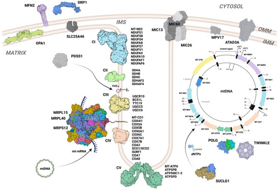 Mitochondrial Neurodegeneration: Lessons from Drosophila melanogaster ...
