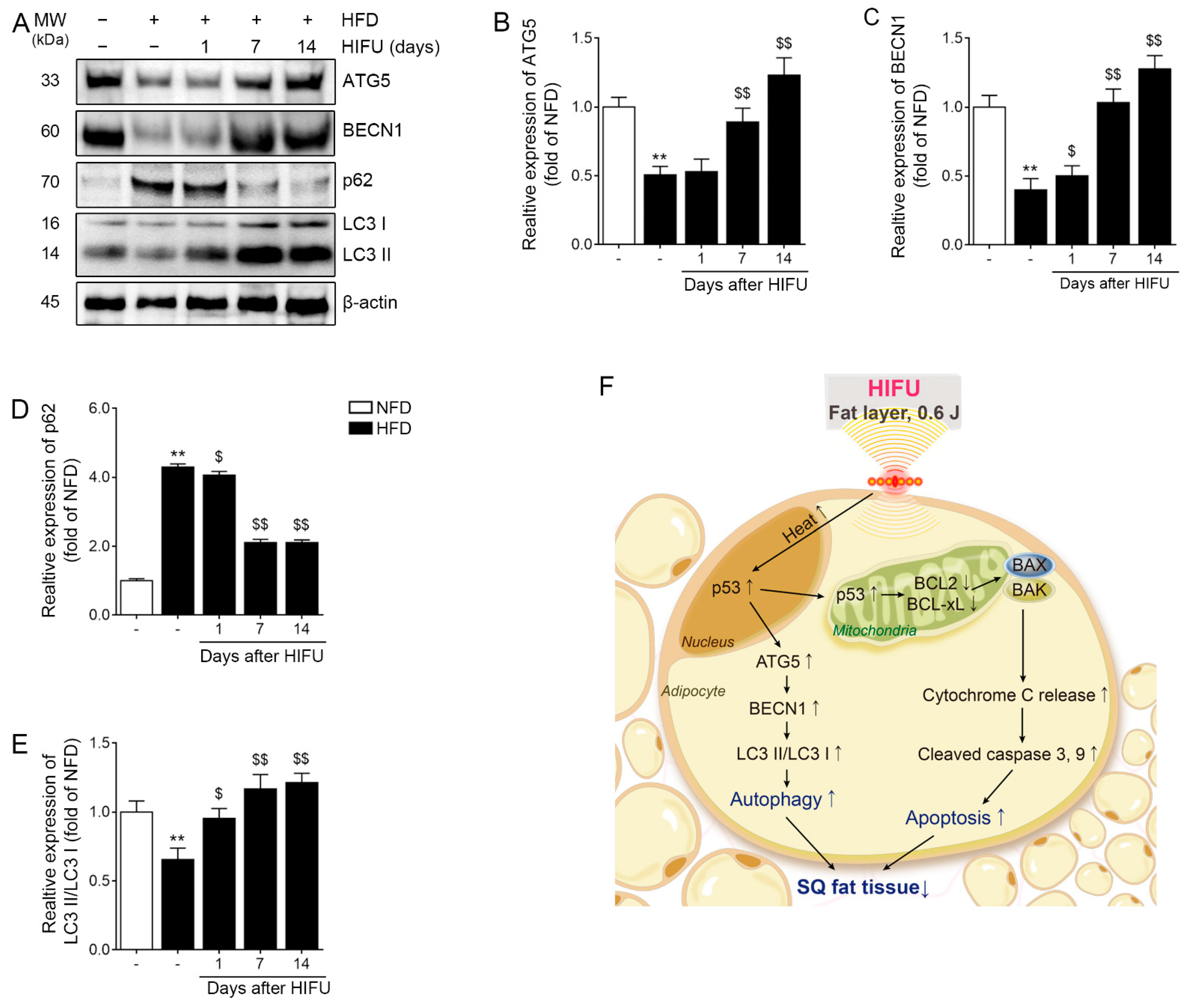 Biomolecules 13 00392 g005