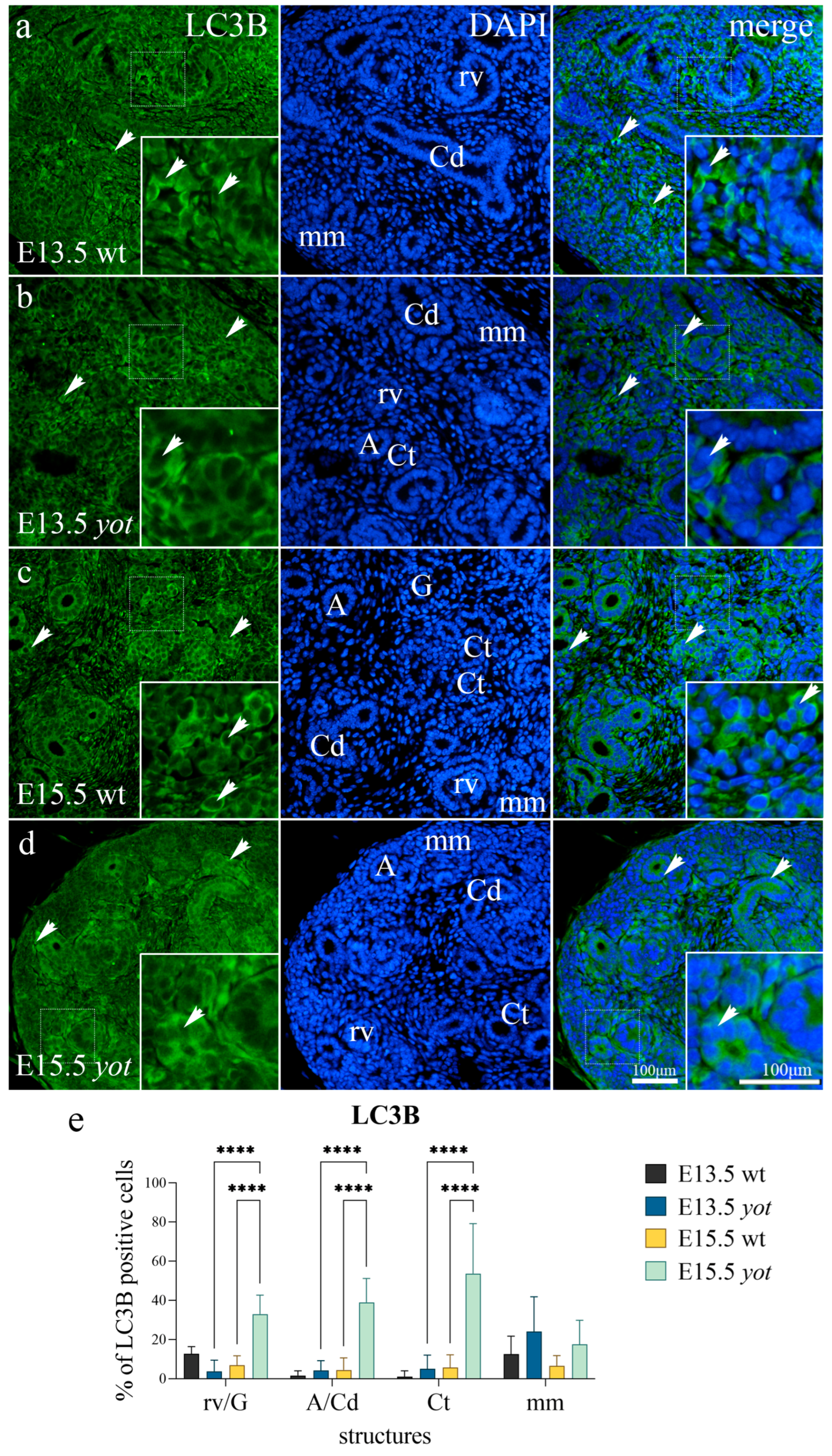 Biomolecules 13 00402 g001 Biomolecules 13 00402 g001