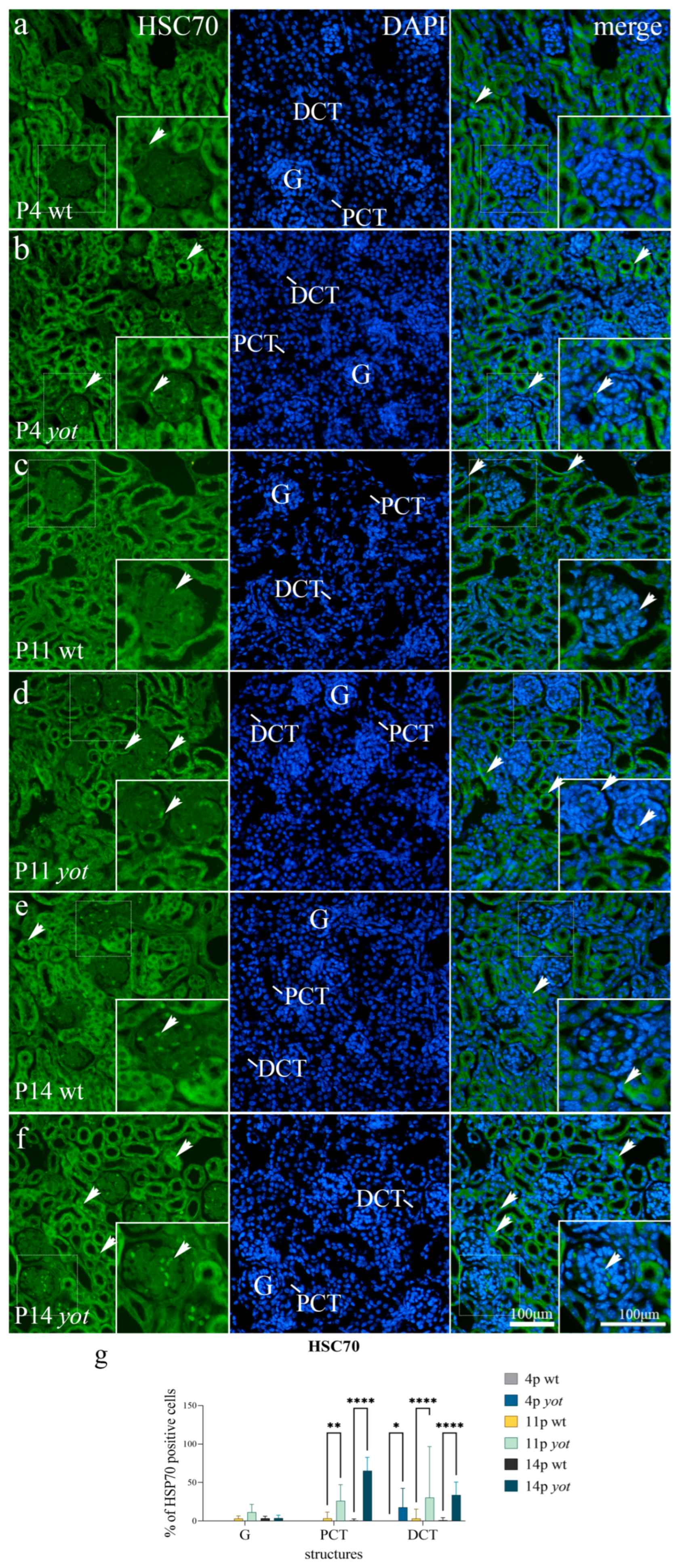Biomolecules 13 00402 g006 Biomolecules 13 00402 g006