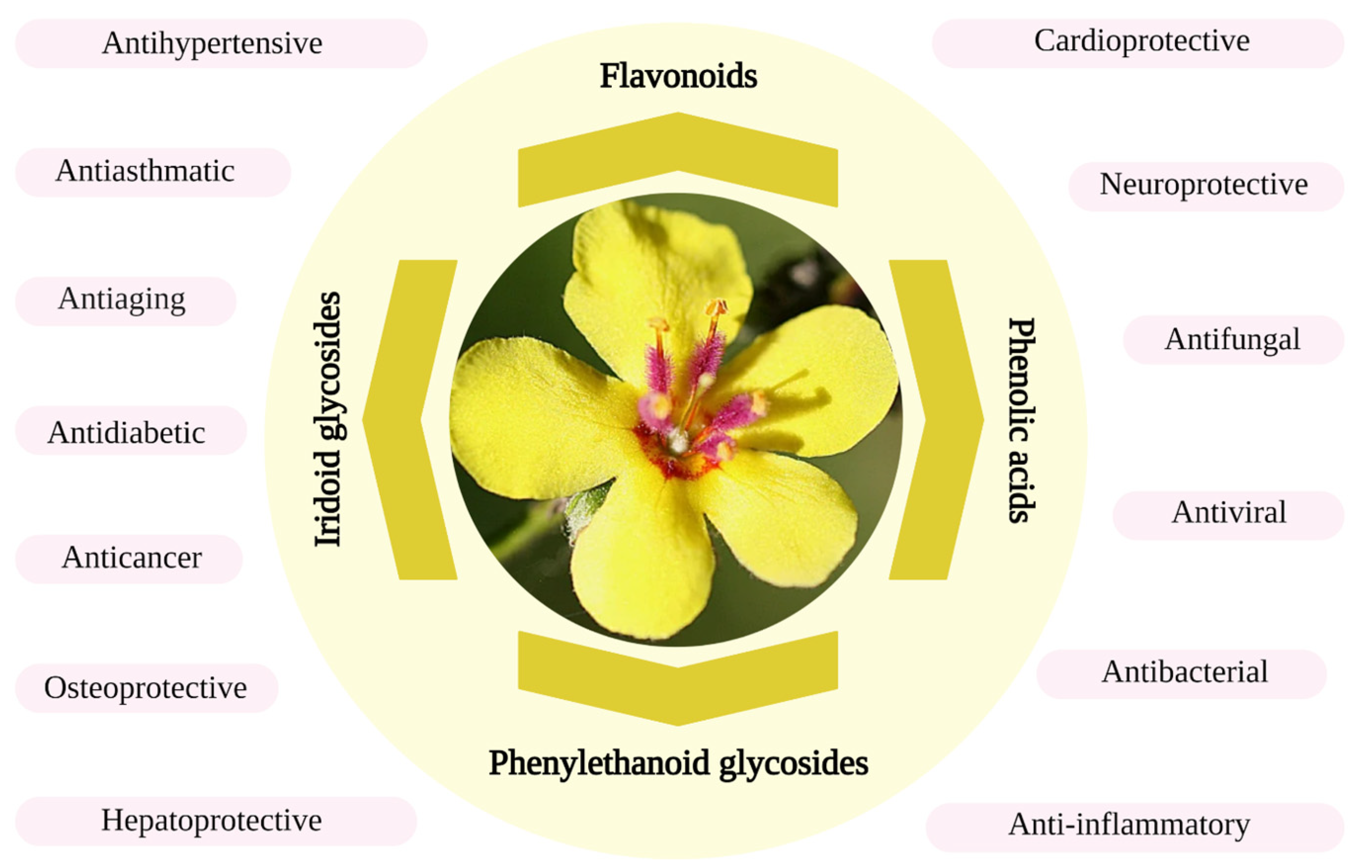 Biomolecules Free FullText Bioactive Compounds of Verbascum