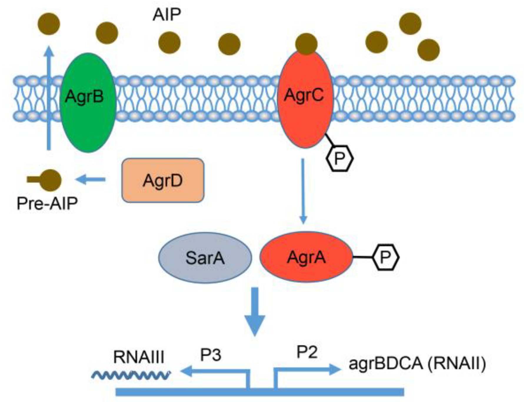Biomolecules 13 00437 g006 Biomolecules 13 00437 g006
