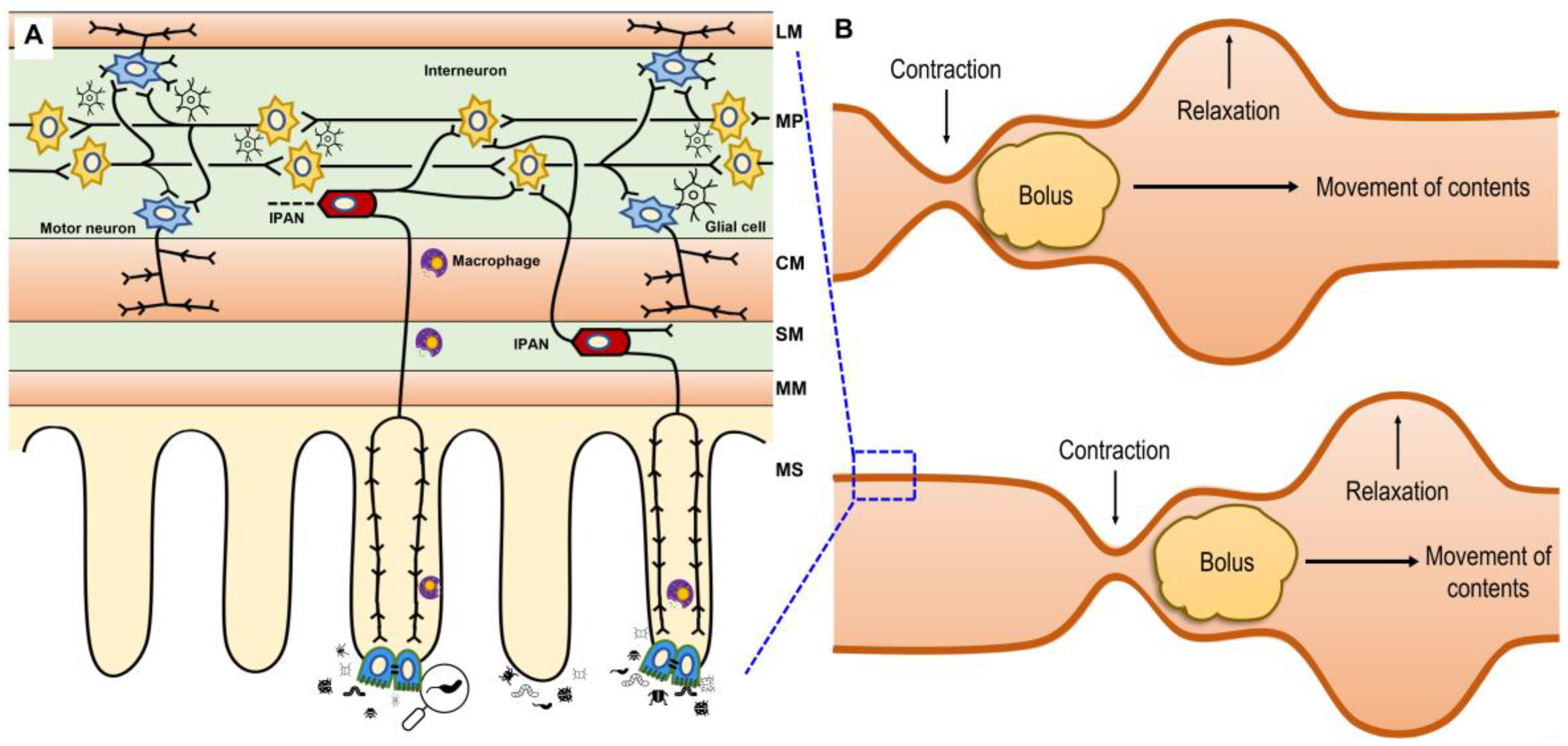 【保障できる】 Potential The Role Nervous Enteric on Microorganisms of 語学・辞書・学習参考書