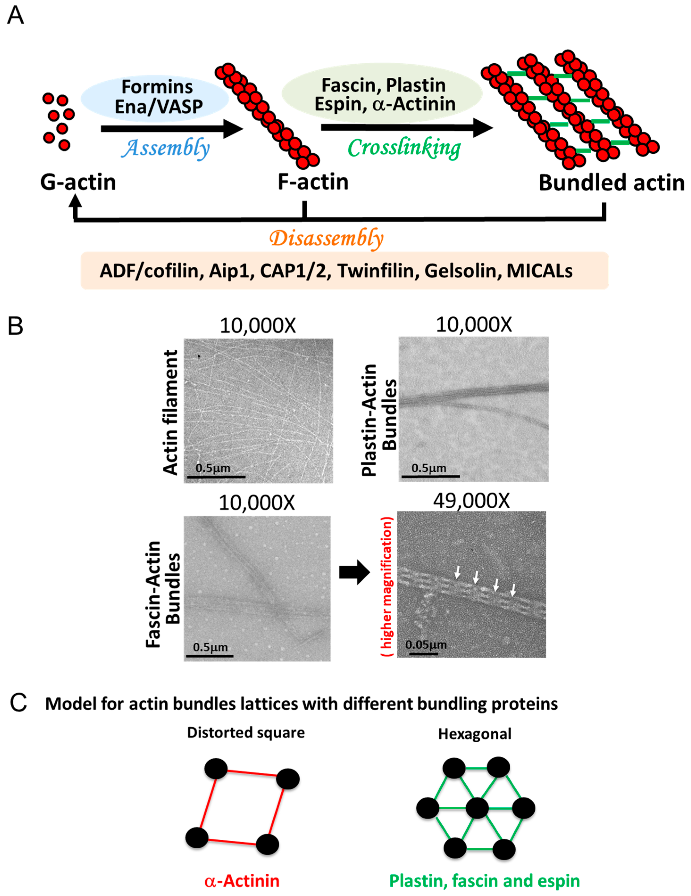 Biomolecules 13 00450 g001 Biomolecules 13 00450 g001